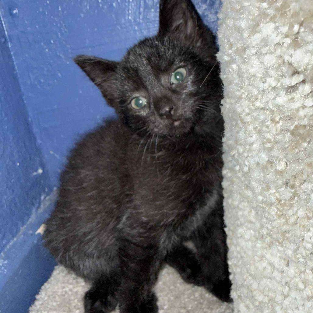 Caroline, a Adoptable American Shorthair in Lima, OH image 4/5