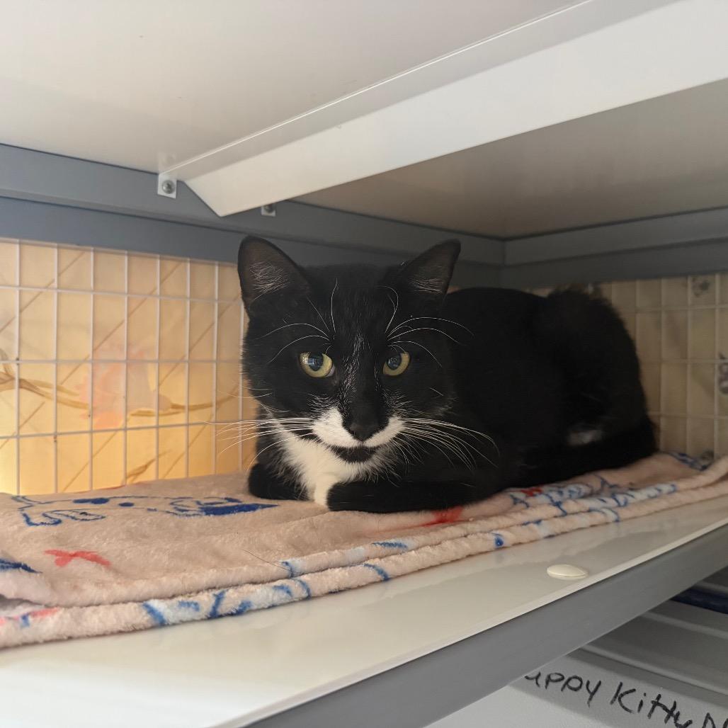 Gary Cooper, Adoptable, Adult Male Domestic Short Hair.