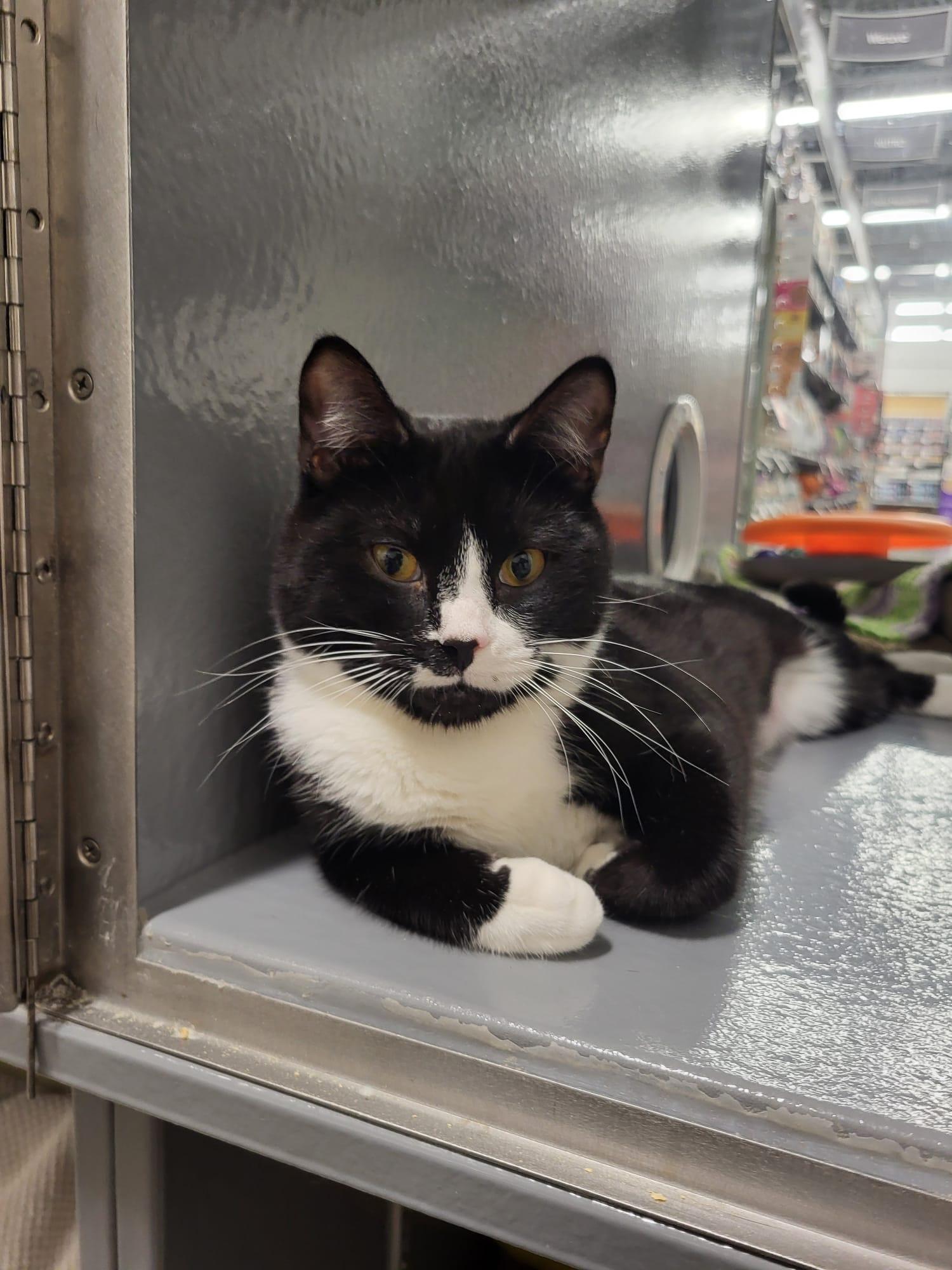 Delray, ADOPTABLE, Kitten Female Tuxedo.