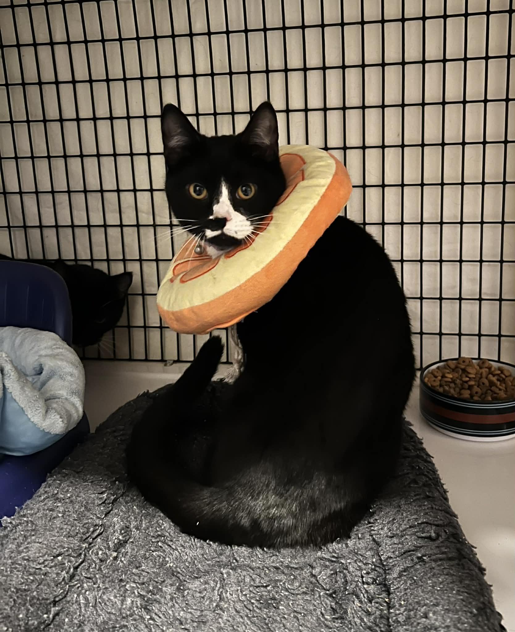 Enlarge Delray, a ADOPTABLE Tuxedo in BURNABY, BC image 2/2