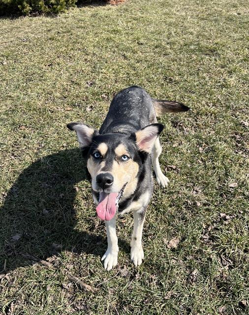LOTUS, Adoptable, Adult Female Siberian Husky.