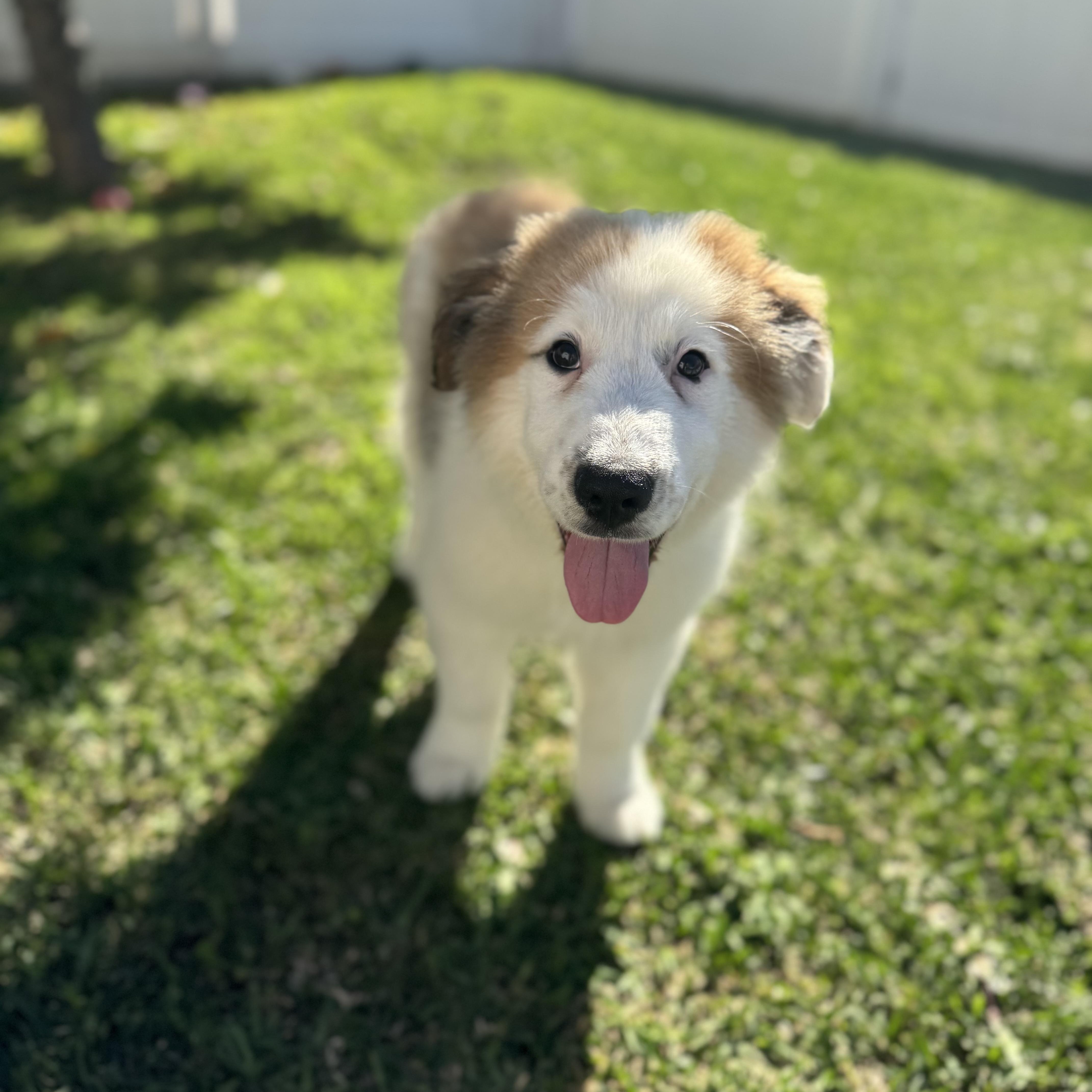Enlarge Dublin, a ADOPTABLE mixed breed in Torrance, CA image 4/6
