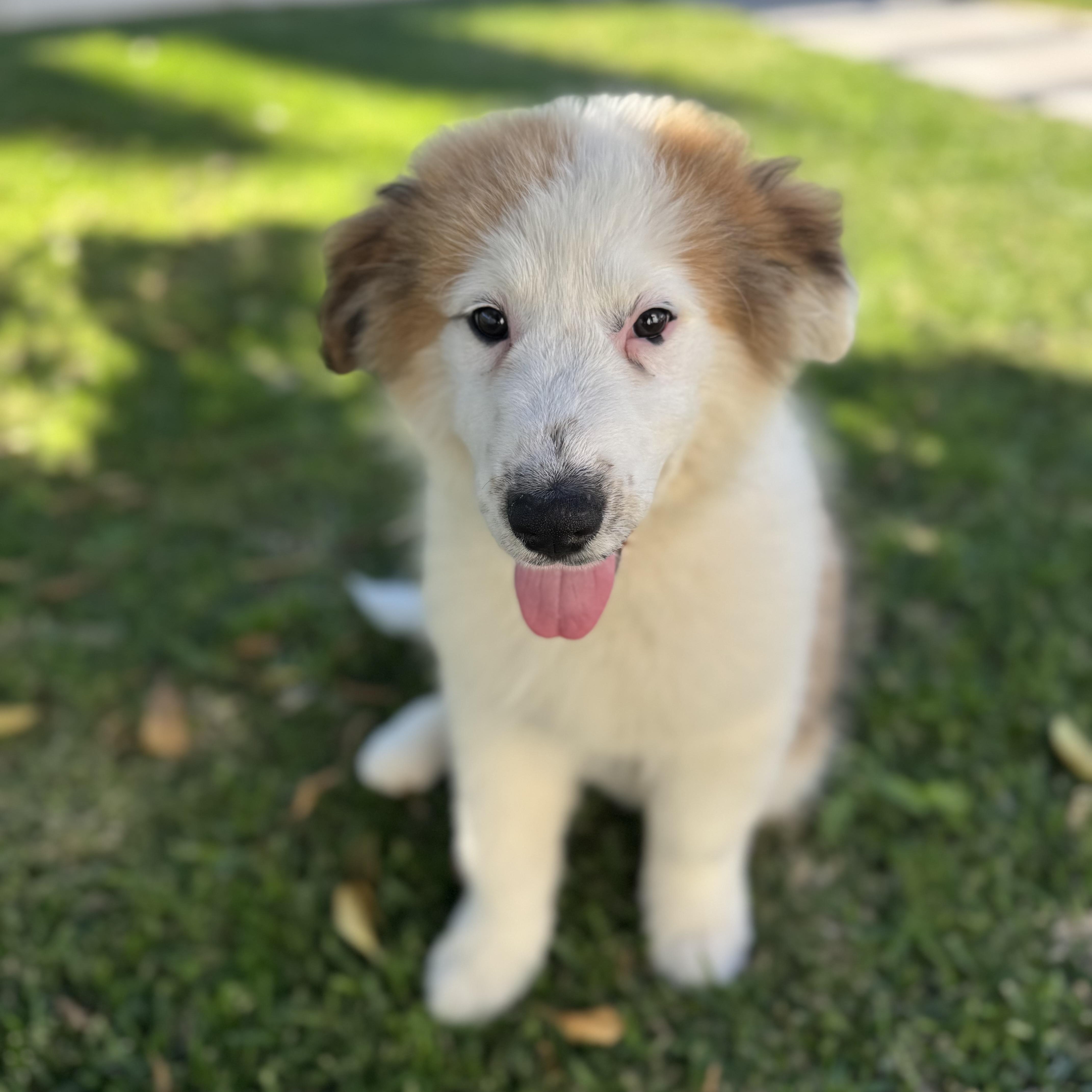 Enlarge Dublin, a ADOPTABLE mixed breed in Torrance, CA image 2/6