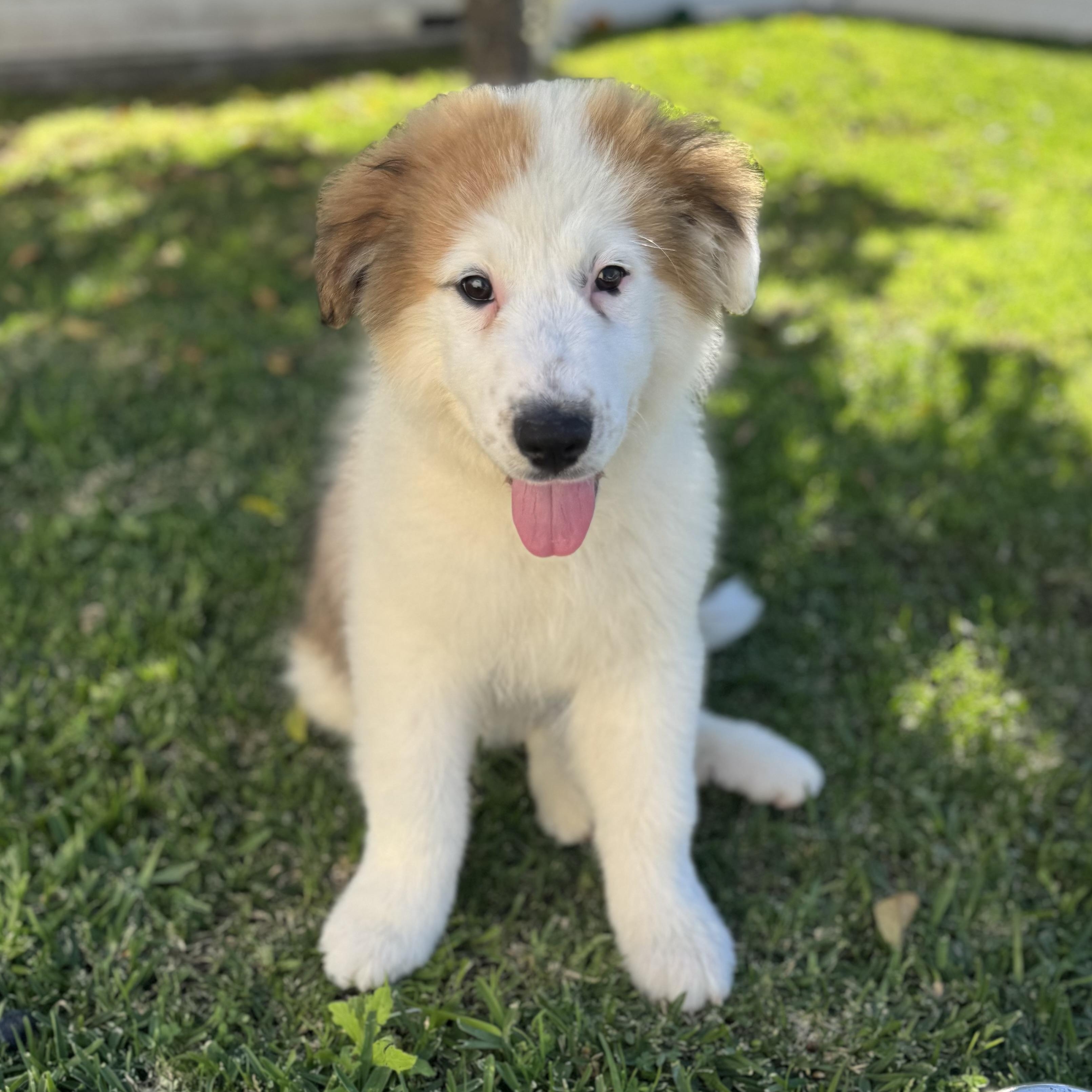 Dublin, ADOPTABLE, Puppy Male Great Pyrenees & Border Collie.