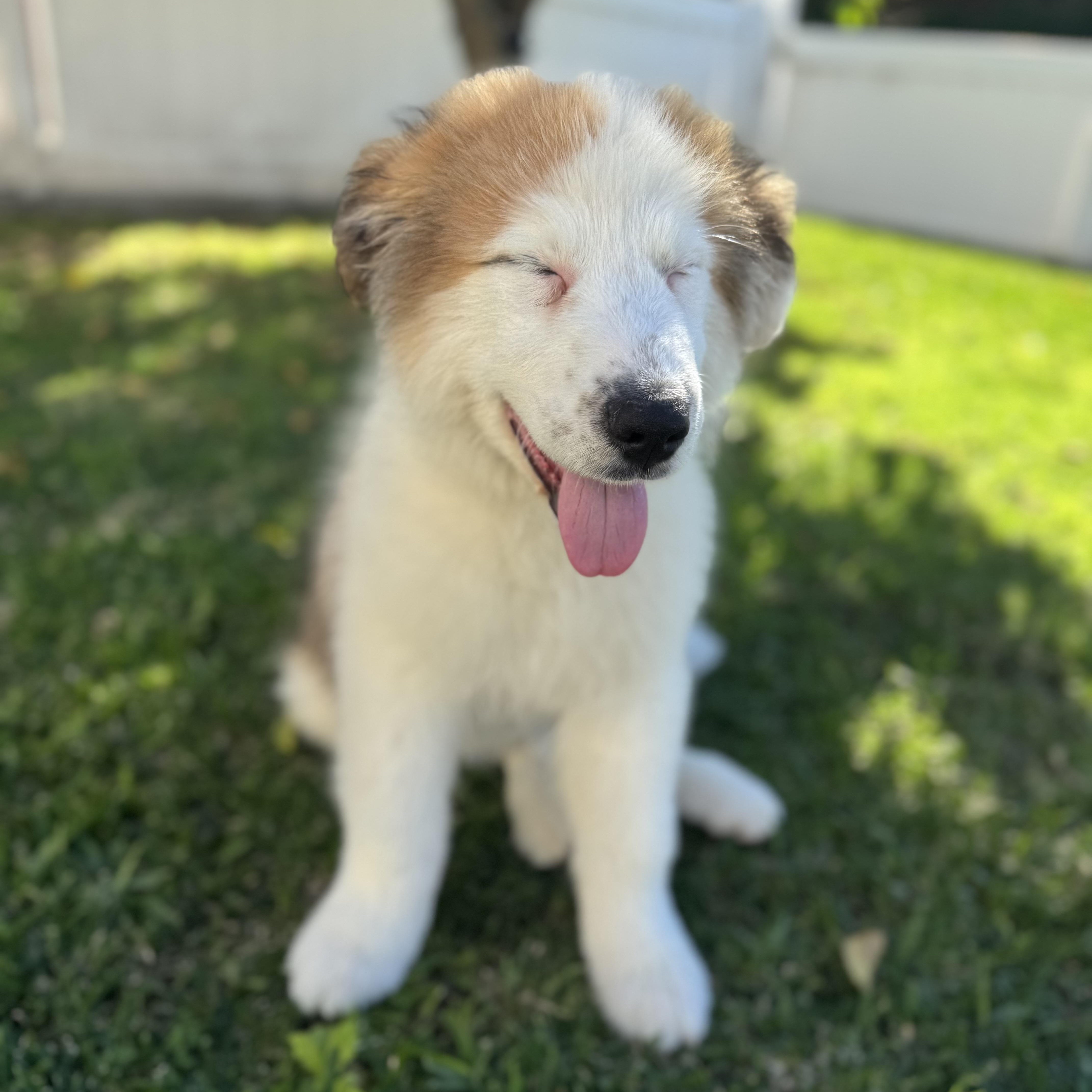 Enlarge Dublin, a ADOPTABLE mixed breed in Torrance, CA image 5/6