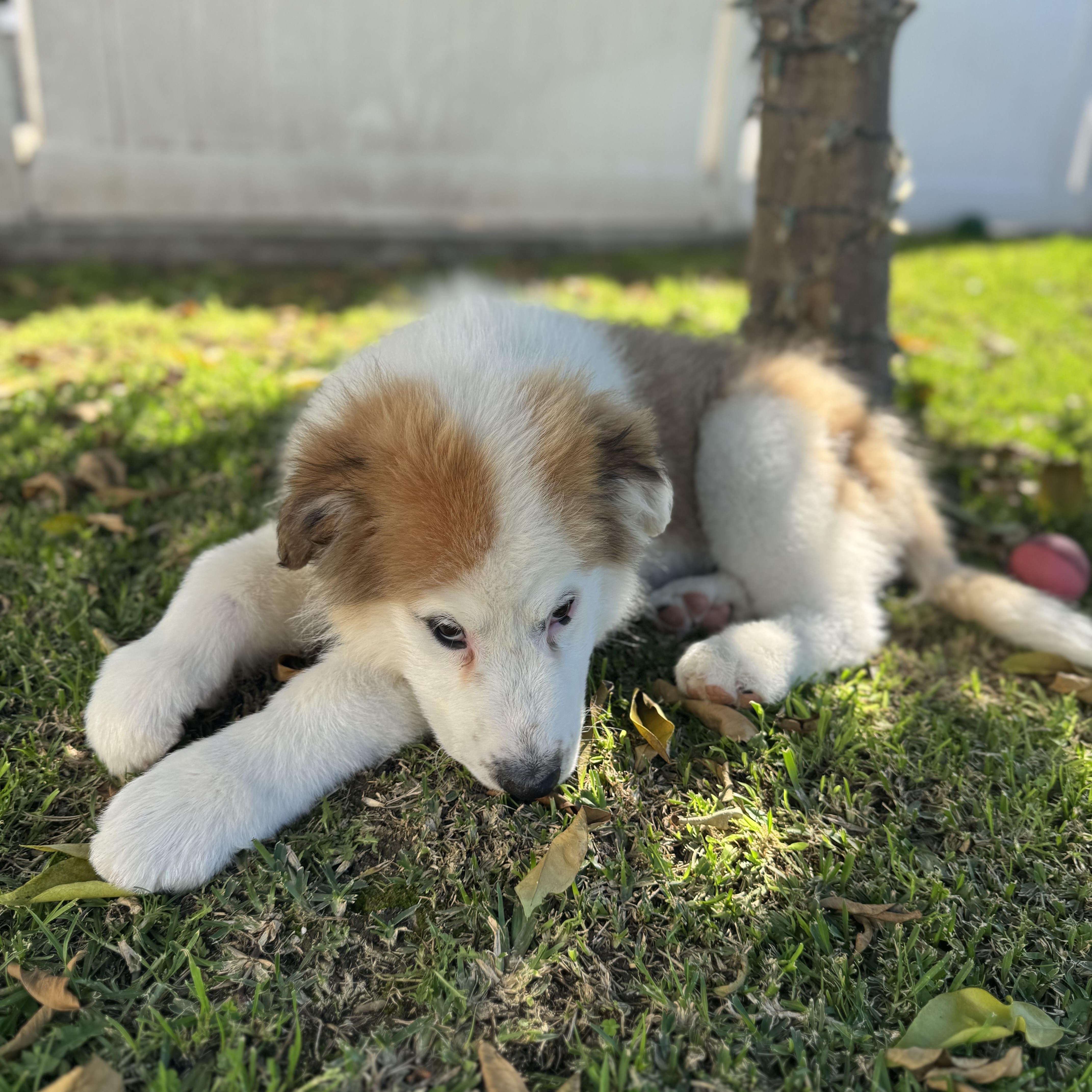 Enlarge Dublin, a ADOPTABLE mixed breed in Torrance, CA image 6/6