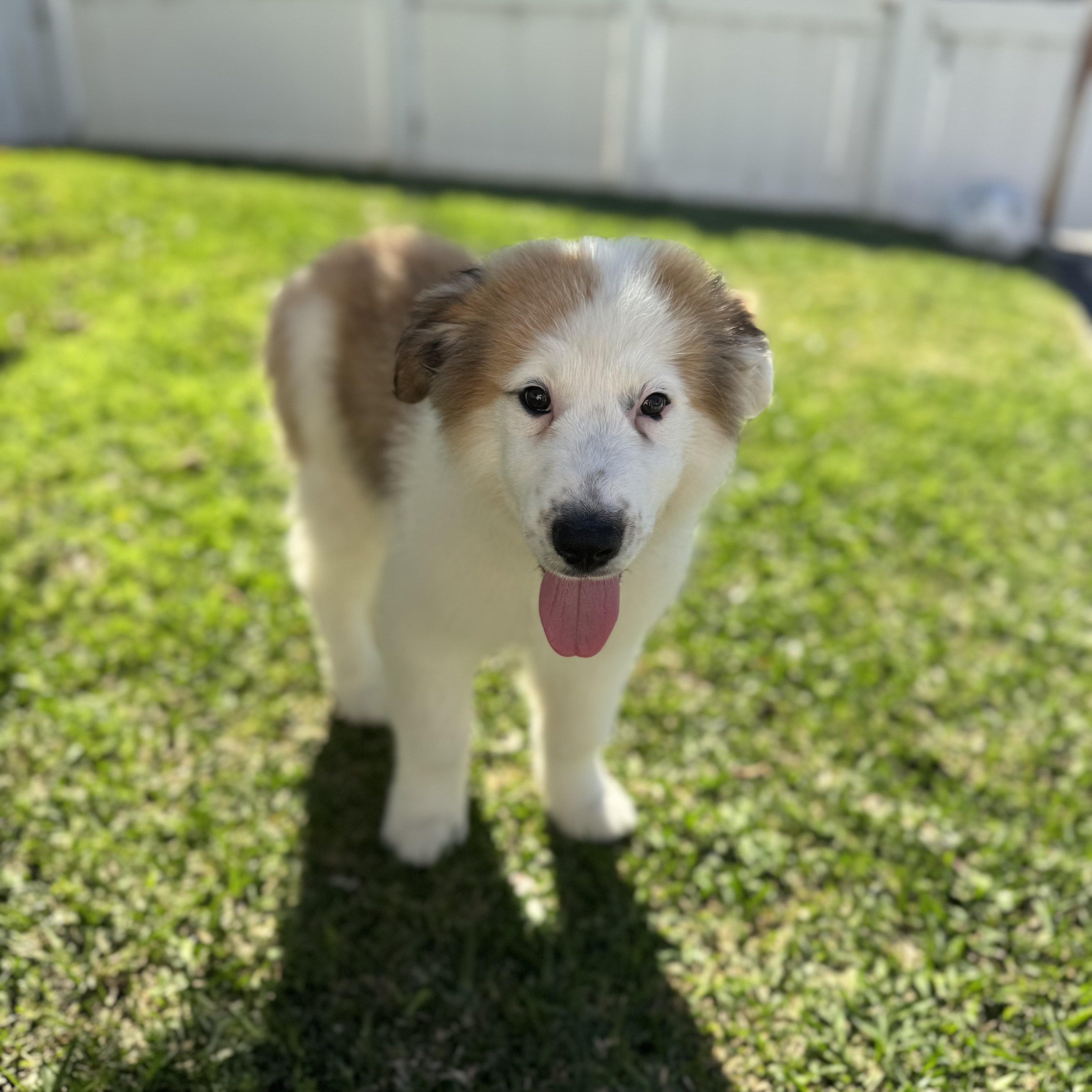 Enlarge Dublin, a ADOPTABLE mixed breed in Torrance, CA image 3/6