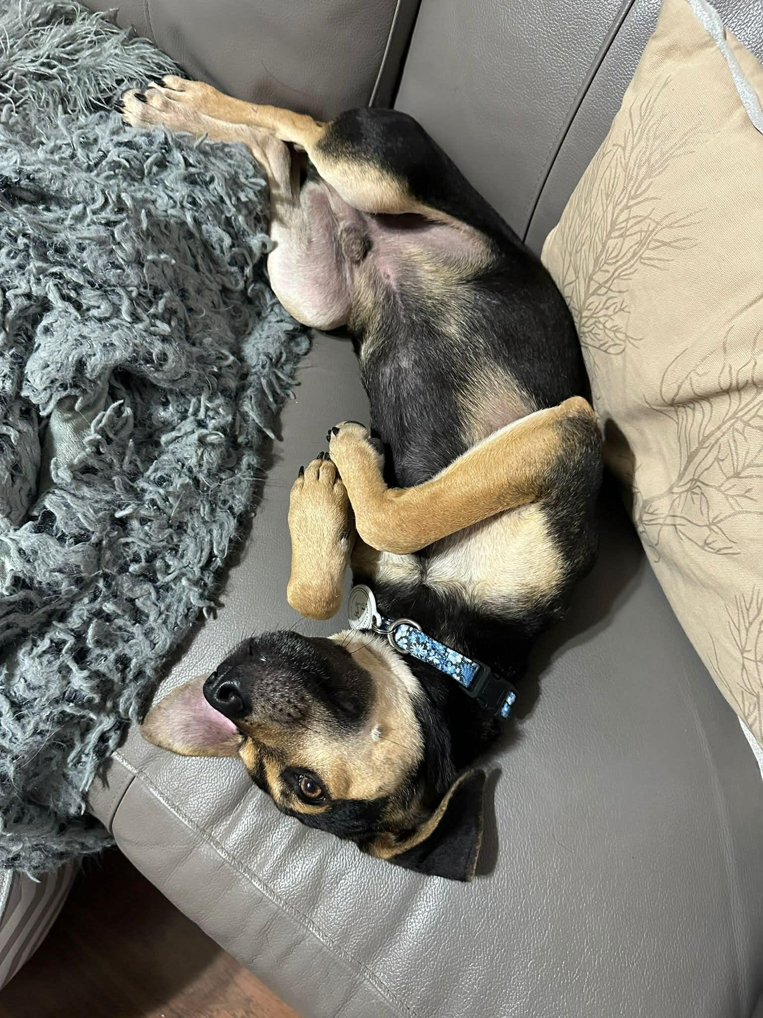 Enlarge Kiwi, a ADOPTABLE mixed breed in Calgary, AB image 4/6
