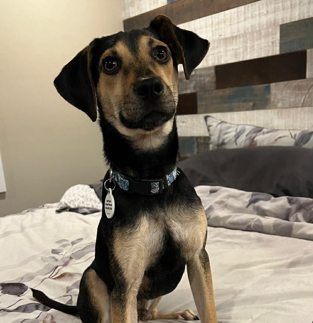 Enlarge Kiwi, a ADOPTABLE mixed breed in Calgary, AB image 2/6