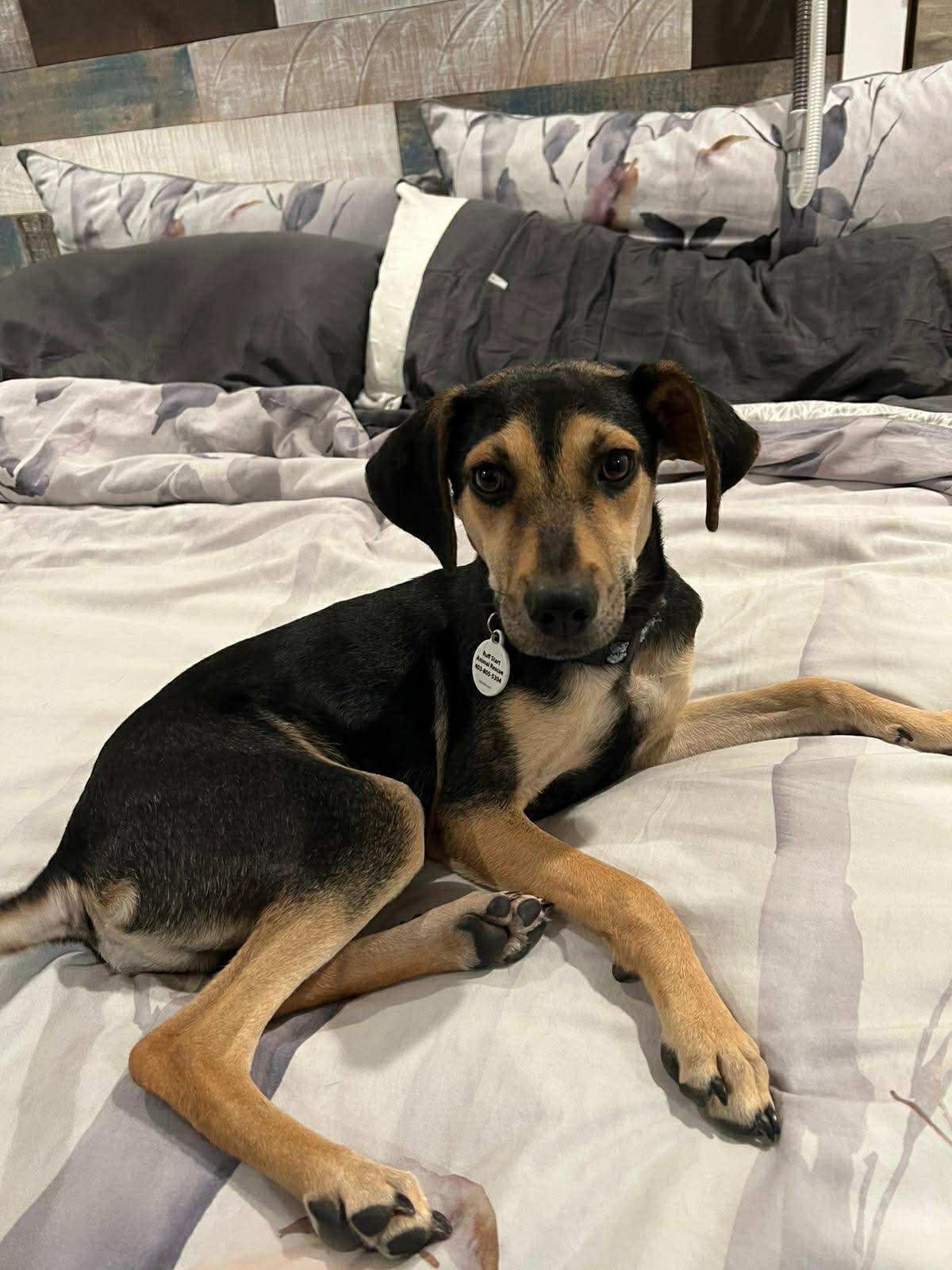 Enlarge Kiwi, a ADOPTABLE mixed breed in Calgary, AB image 1/6