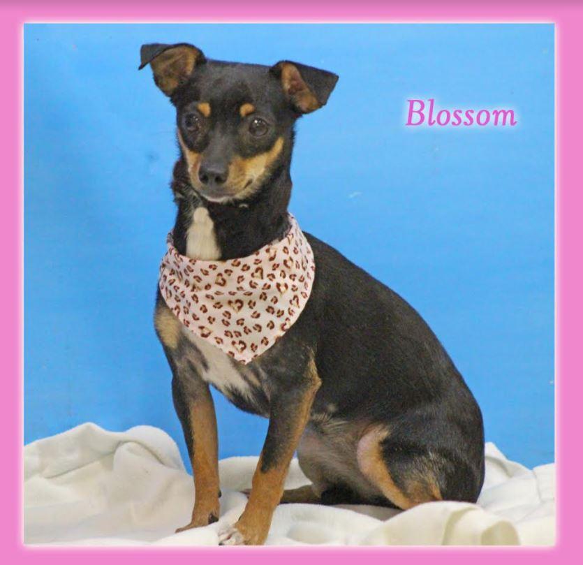 Blossom Adopted, Adopted, Young Female Chihuahua.