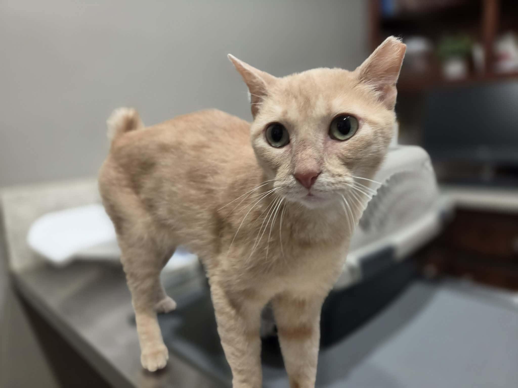 Shimi, ADOPTABLE, Adult Female Domestic Short Hair.