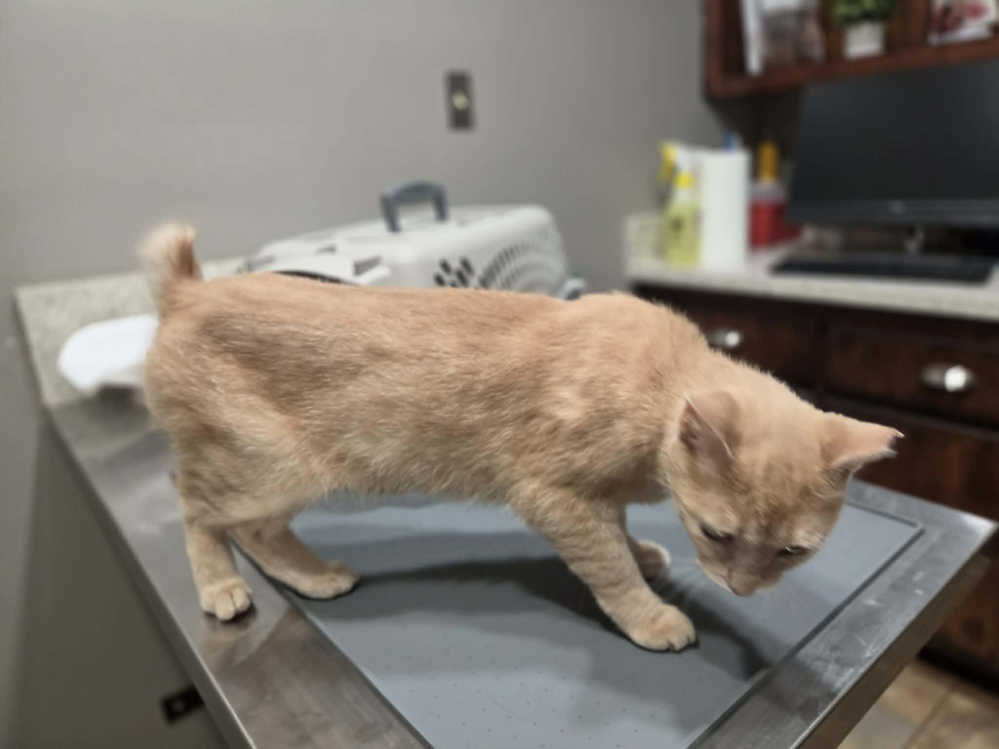 Shimi, a ADOPTABLE Domestic Short Hair in College Station, TX image 4/4