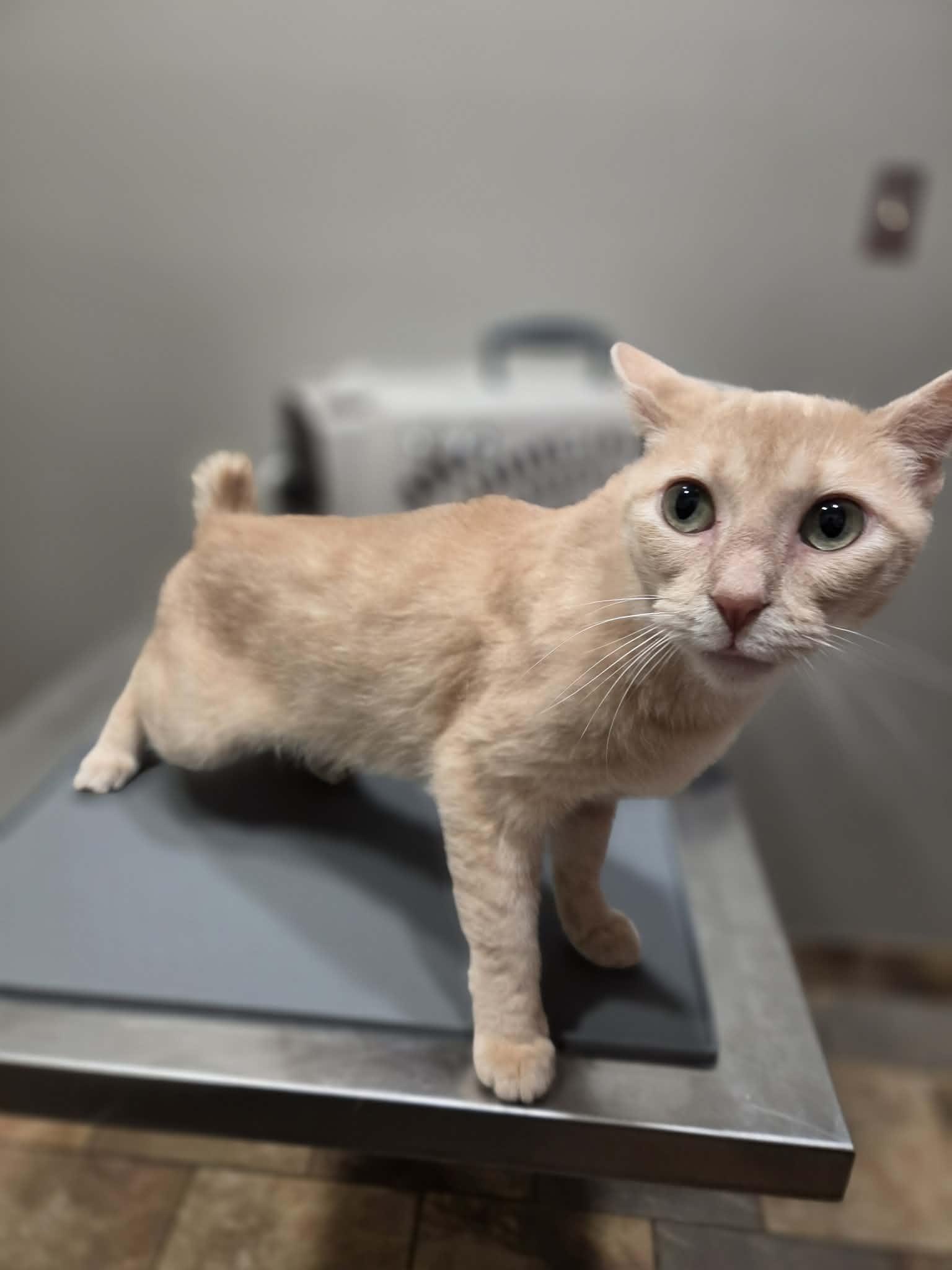 Shimi, a ADOPTABLE Domestic Short Hair in College Station, TX image 2/4