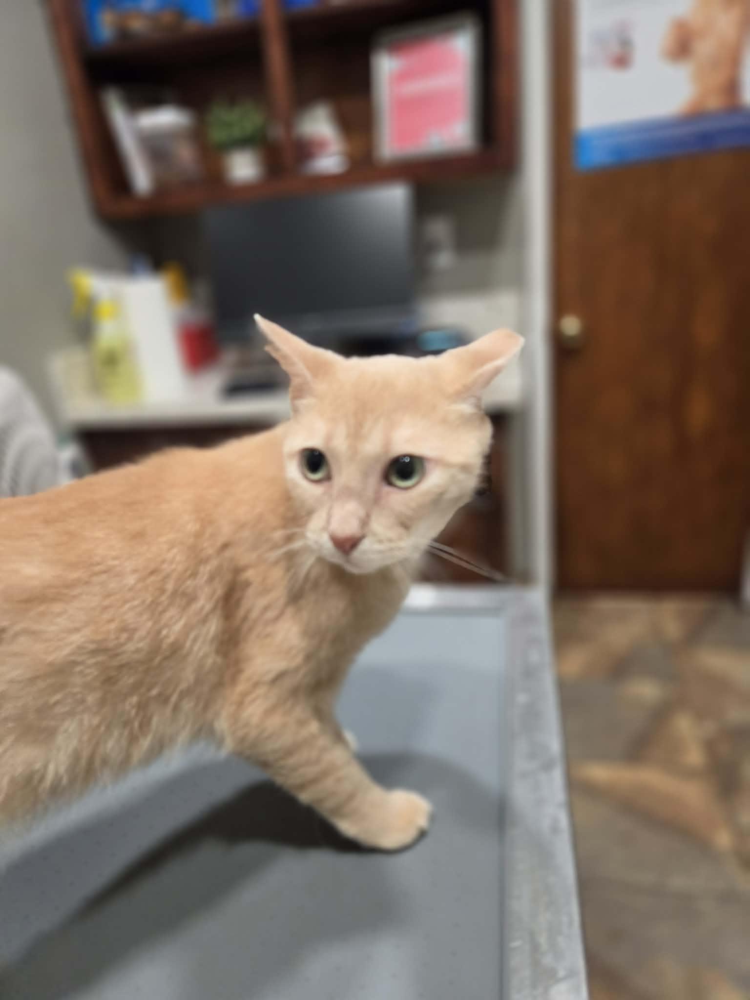 Shimi, a ADOPTABLE Domestic Short Hair in College Station, TX image 3/4