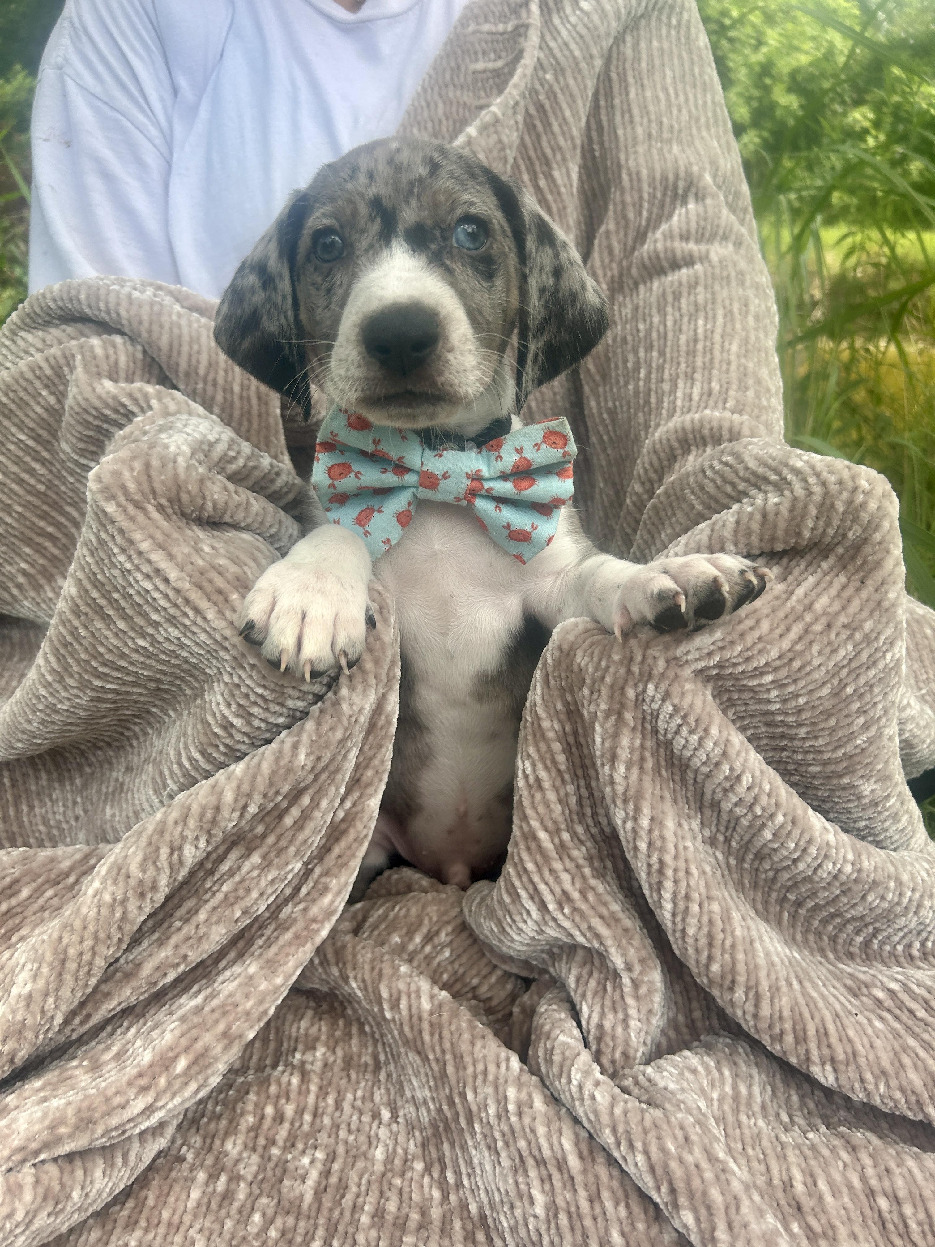 Meet Jasper This pup is a proud member of the Southern Comfort Litter Old soul alert Jasper looks