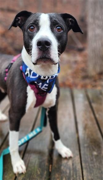 Enlarge KELIS, a Adoptable Pit Bull Terrier in Peoria, IL image 1/1