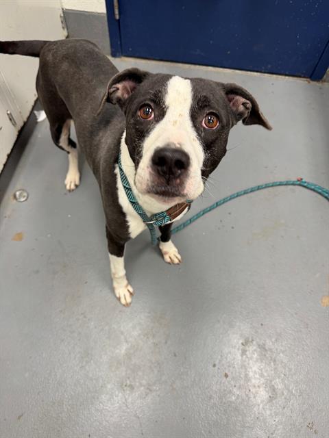 KELIS, Adoptable, Adult Female Pit Bull Terrier.