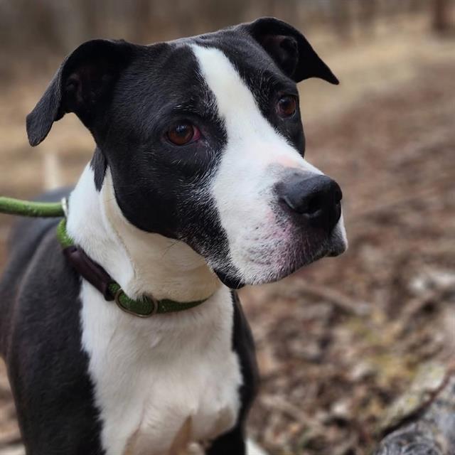 Enlarge KELIS, a Adoptable Pit Bull Terrier in Peoria, IL image 1/1