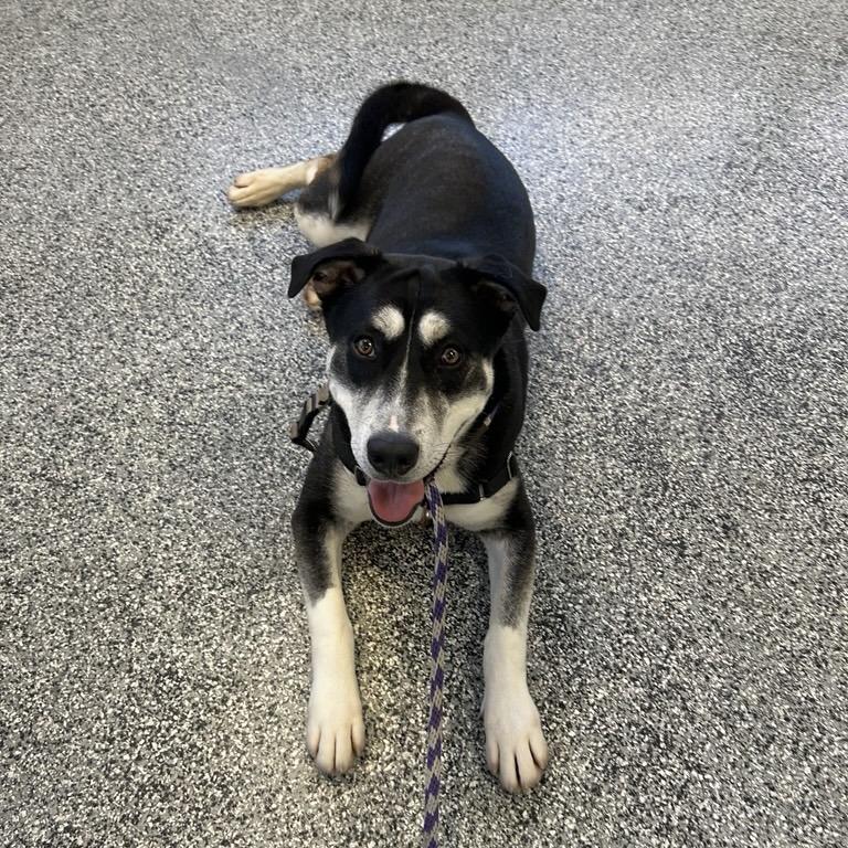 Oracle, Adoptable, Young Male Shepherd & Siberian Husky.