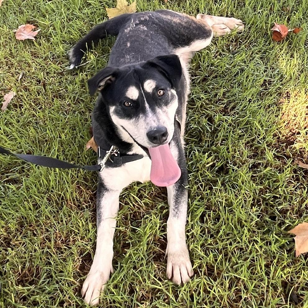 Enlarge Oracle, a Adoptable mixed breed in Long Beach, CA image 2/6