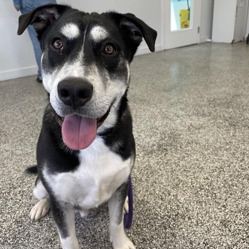 Enlarge Oracle, a Adoptable mixed breed in Long Beach, CA image 3/6