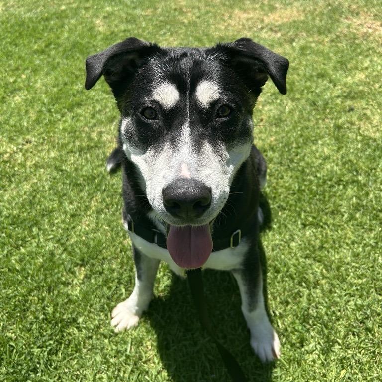 Enlarge Oracle, a Adoptable mixed breed in Long Beach, CA image 4/6