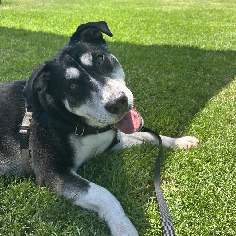 Enlarge Oracle, a Adoptable mixed breed in Long Beach, CA image 5/6