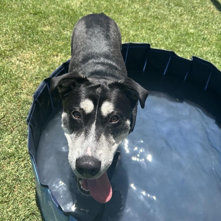 Enlarge Oracle, a Adoptable mixed breed in Long Beach, CA image 6/6