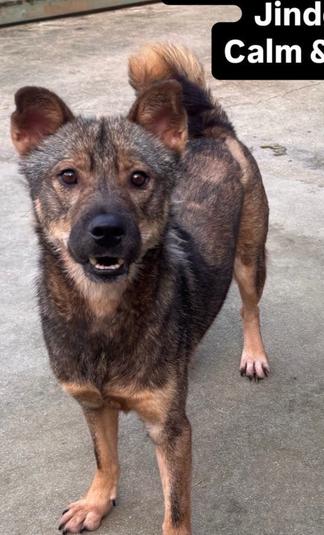 Enlarge NAKYEOP, a Adoptable Jindo in Long Island City, NY image 1/1
