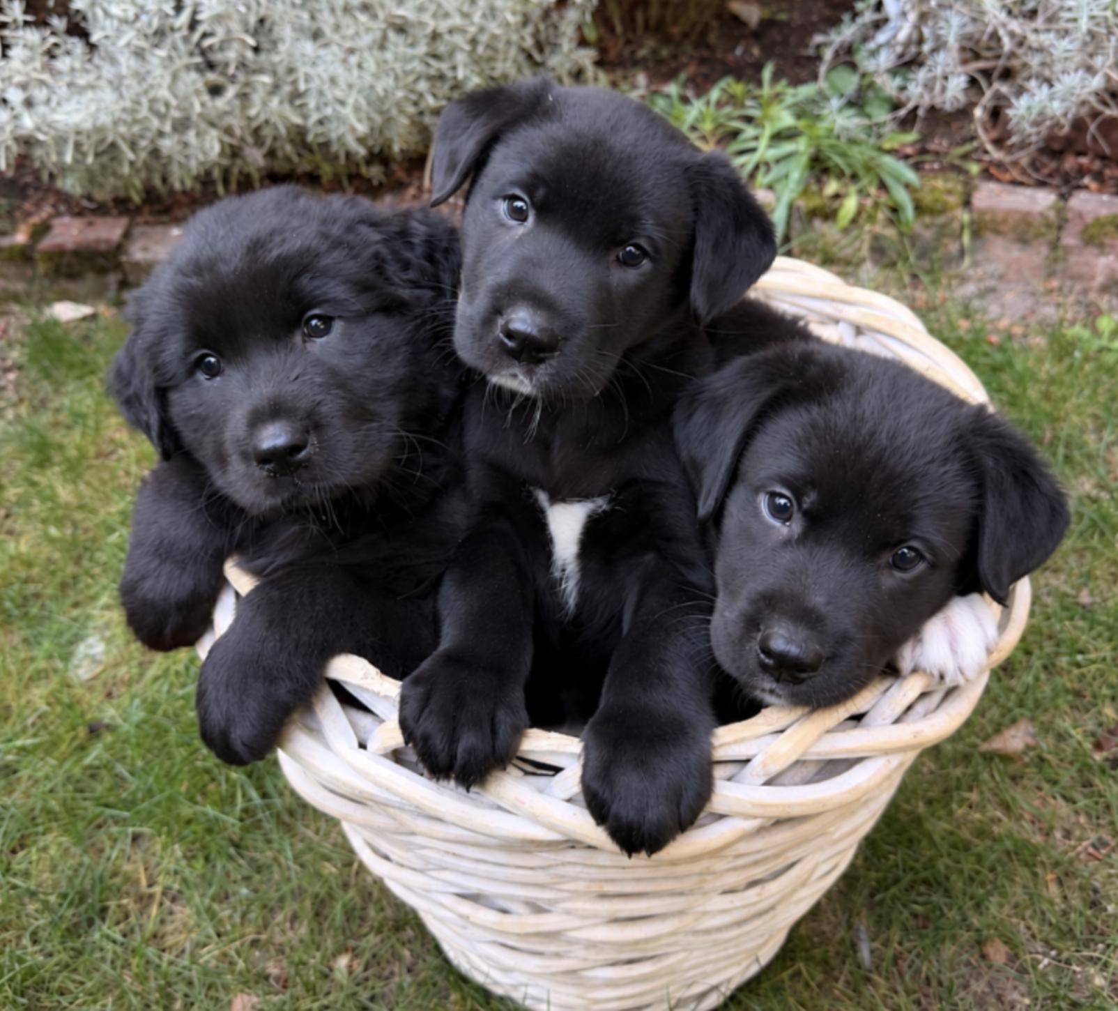Harry, Ron, and Hermione, Adopted, Puppy Female Labrador Retriever & Black Labrador Retriever.