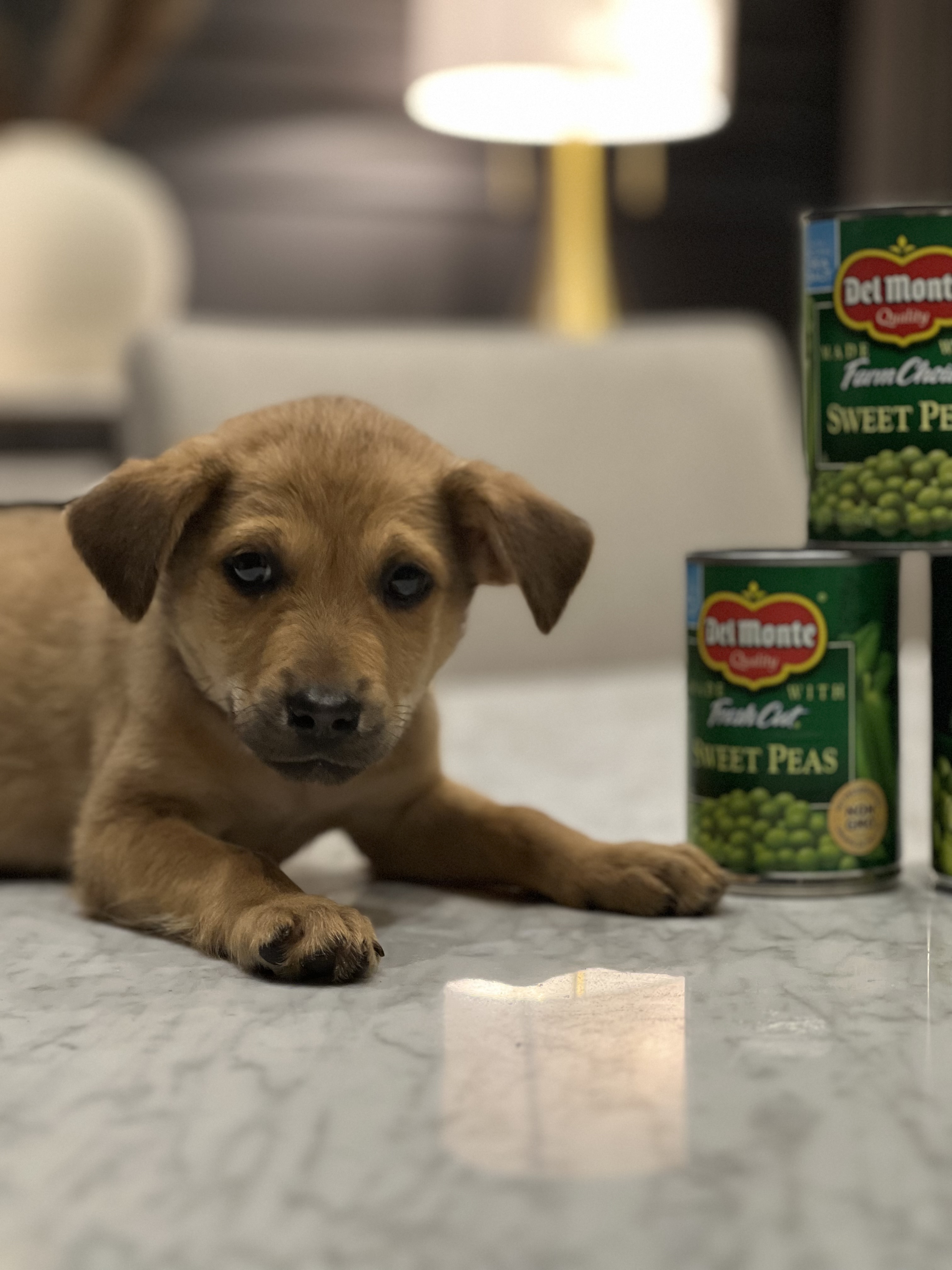 Copper (formerly Pax)