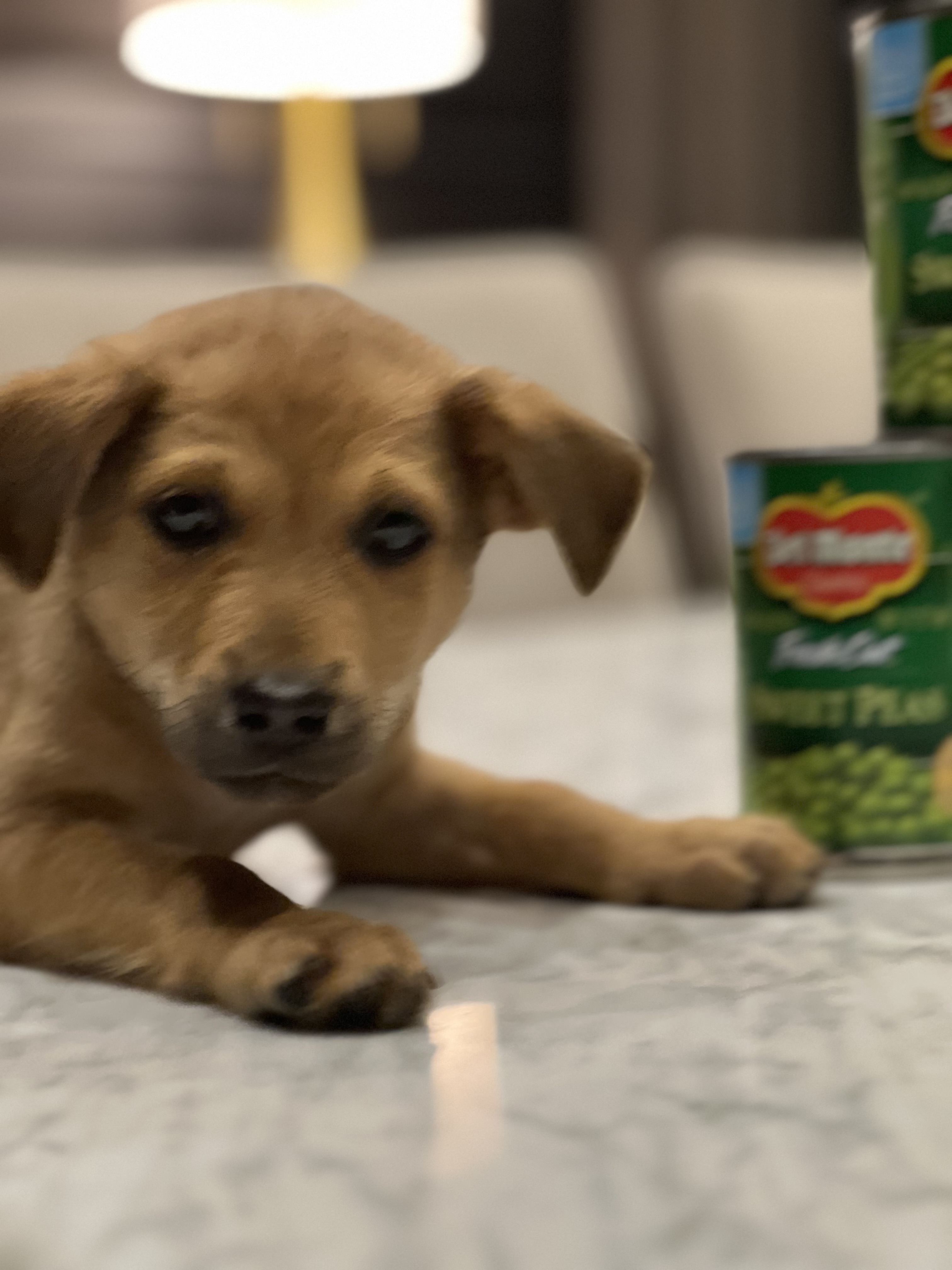 Copper (formerly Pax)