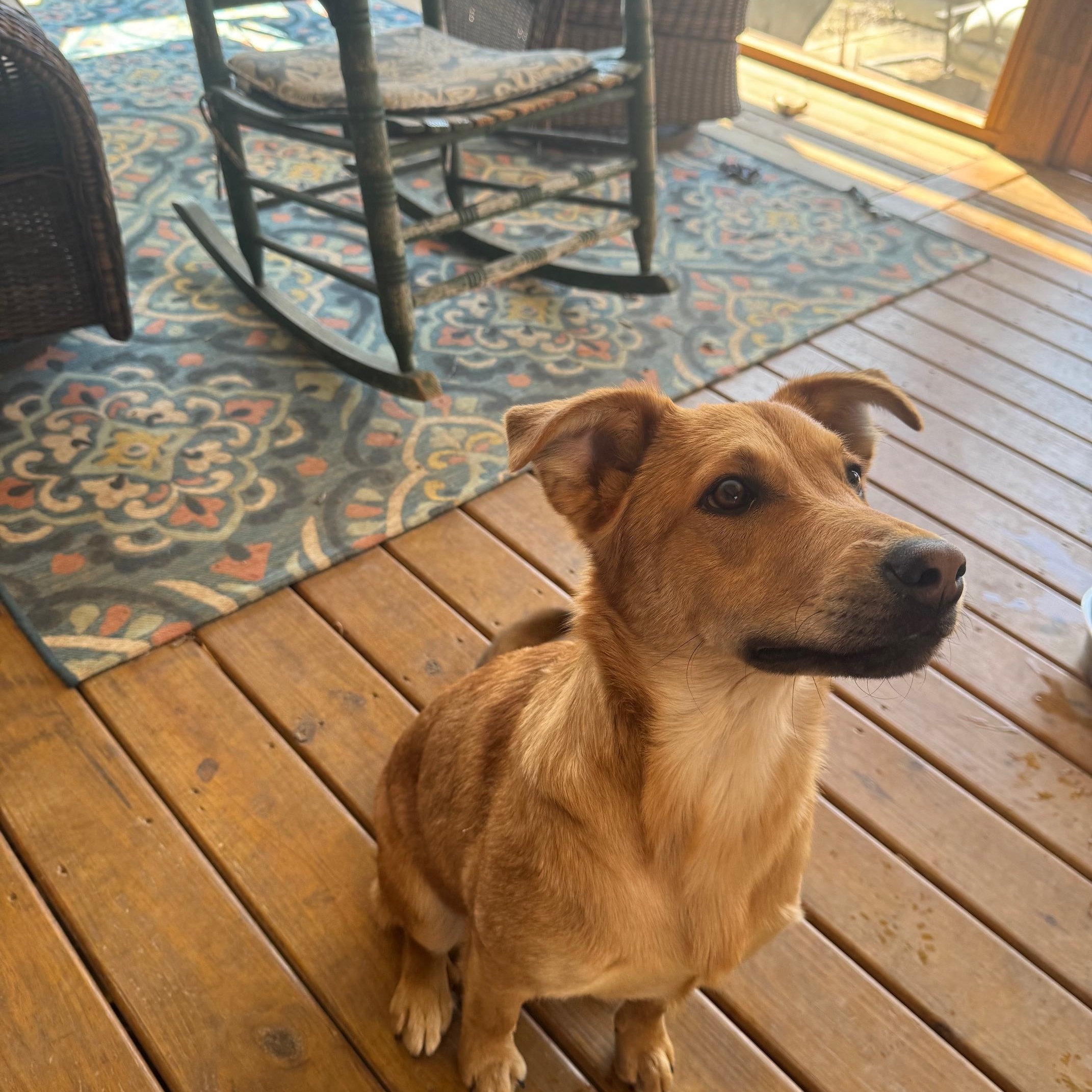 Copper (formerly Pax)