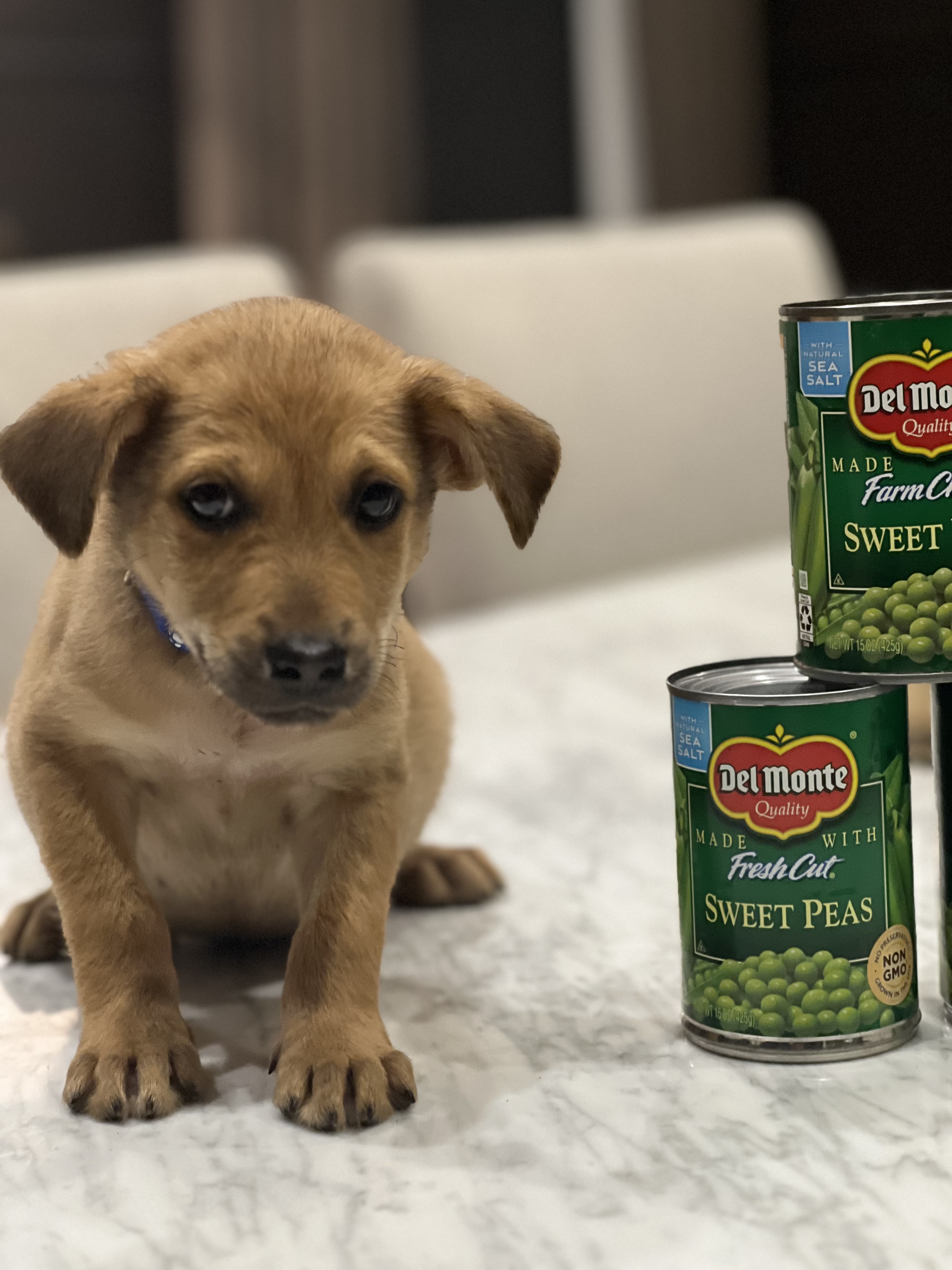 Enlarge Copper (formerly Pax), a Adoptable mixed breed in Mount Juliet, TN image 3/5