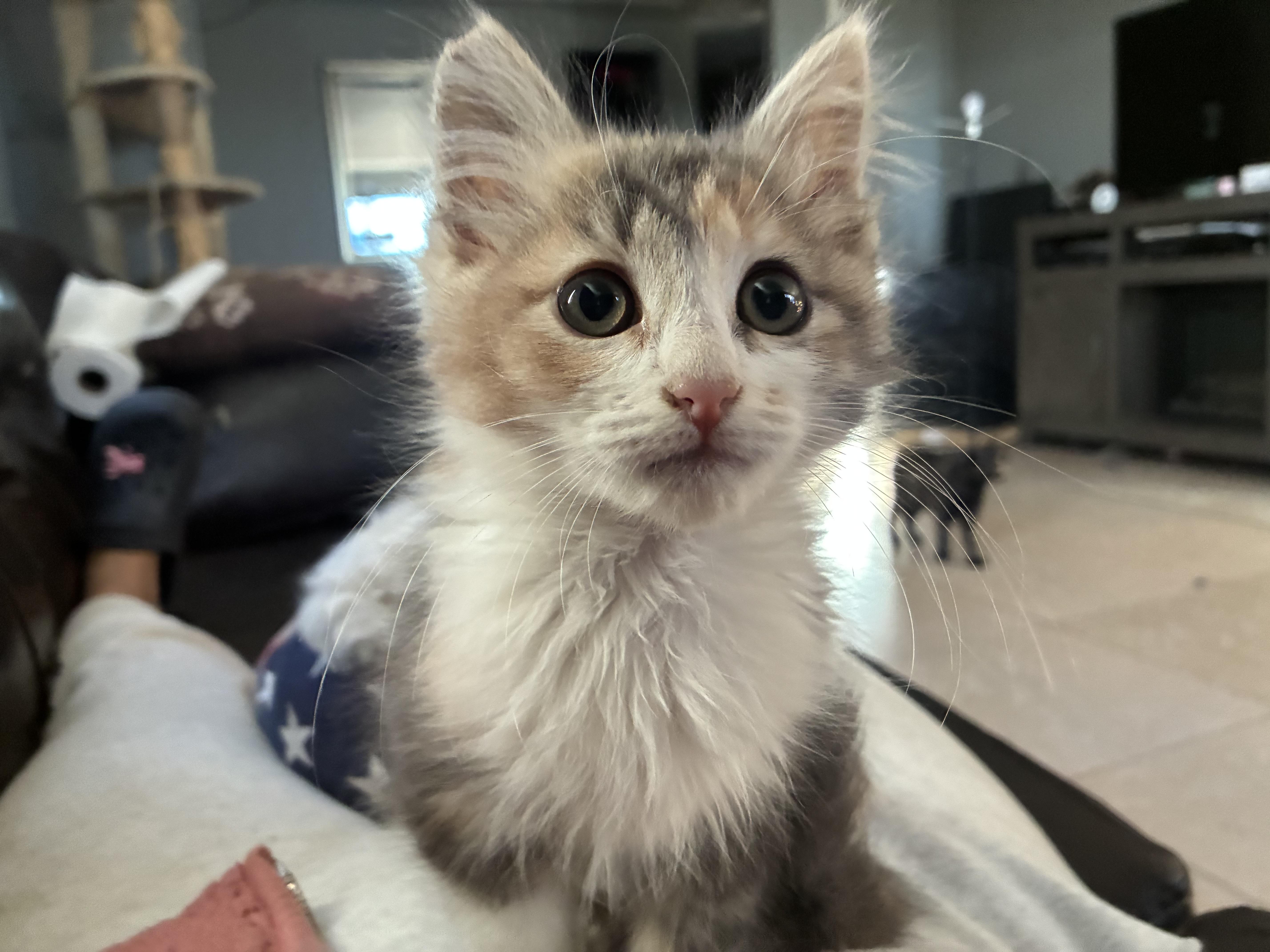 Hunny, an adopted Domestic Long Hair in Palmdale, CA image 2/2