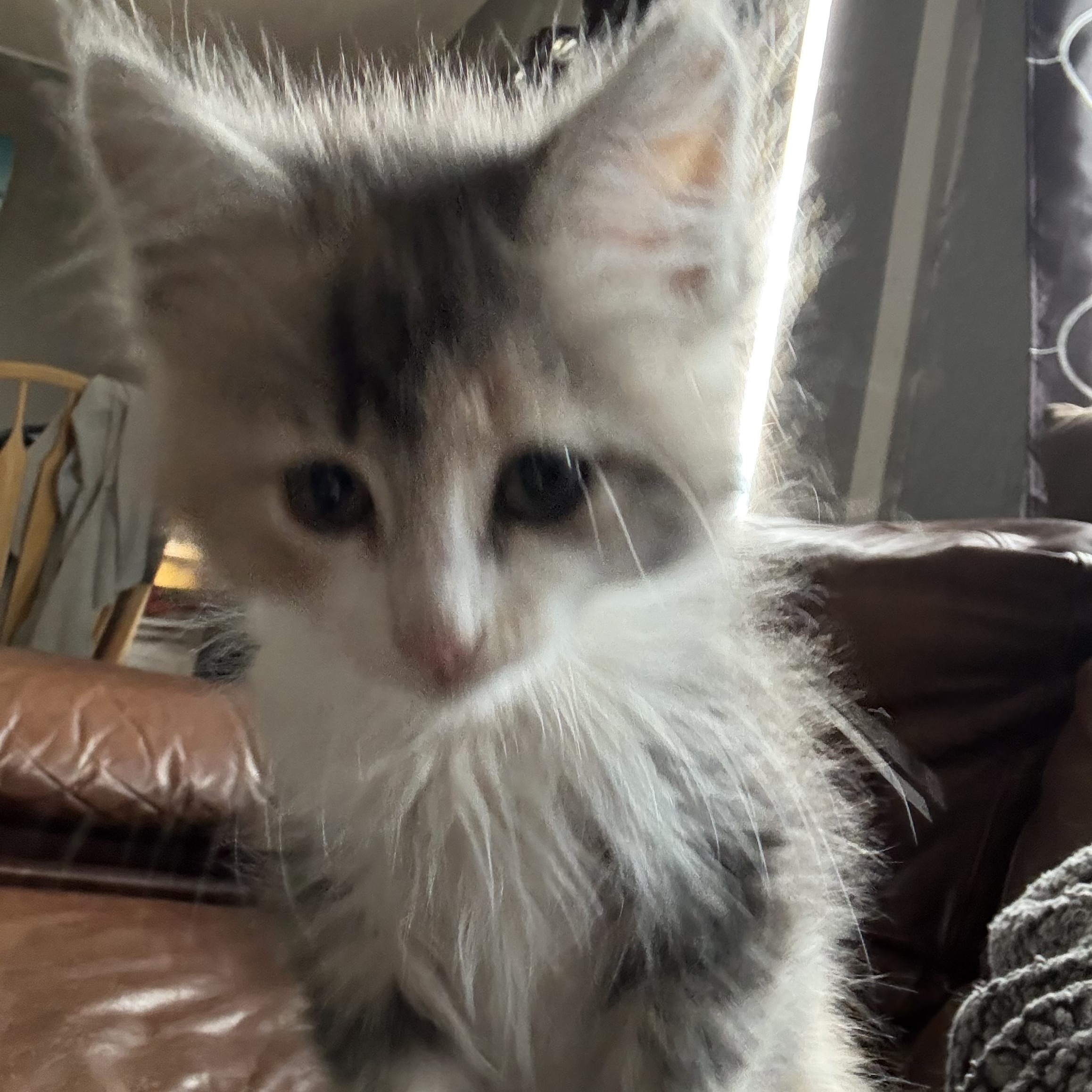 Hunny, ADOPTABLE, Kitten Female Domestic Long Hair.