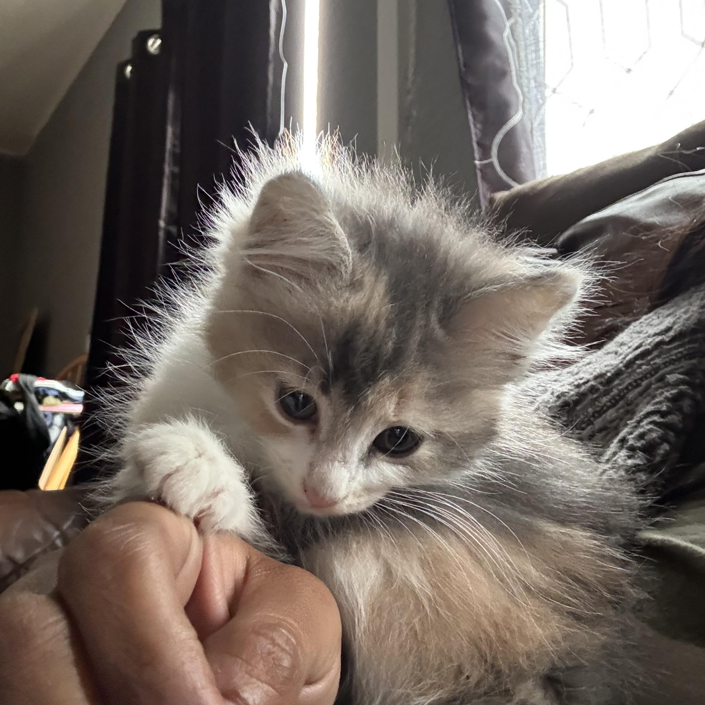 Hunny, adopted, Kitten Female Domestic Long Hair.