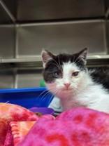 MotorMouth, ADOPTABLE, Young Male Domestic Short Hair.