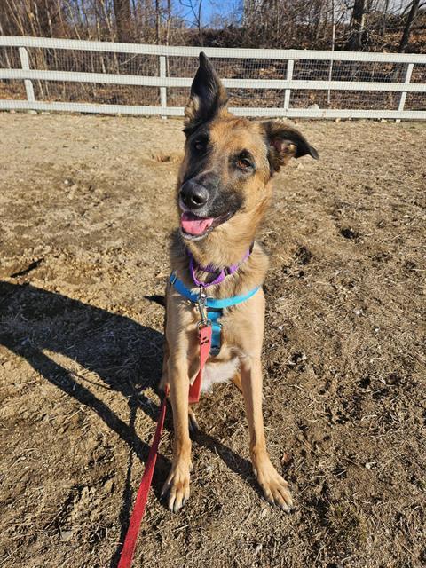 Enlarge SADIE, a Adoptable German Shepherd Dog in Boston, MA image 1/1