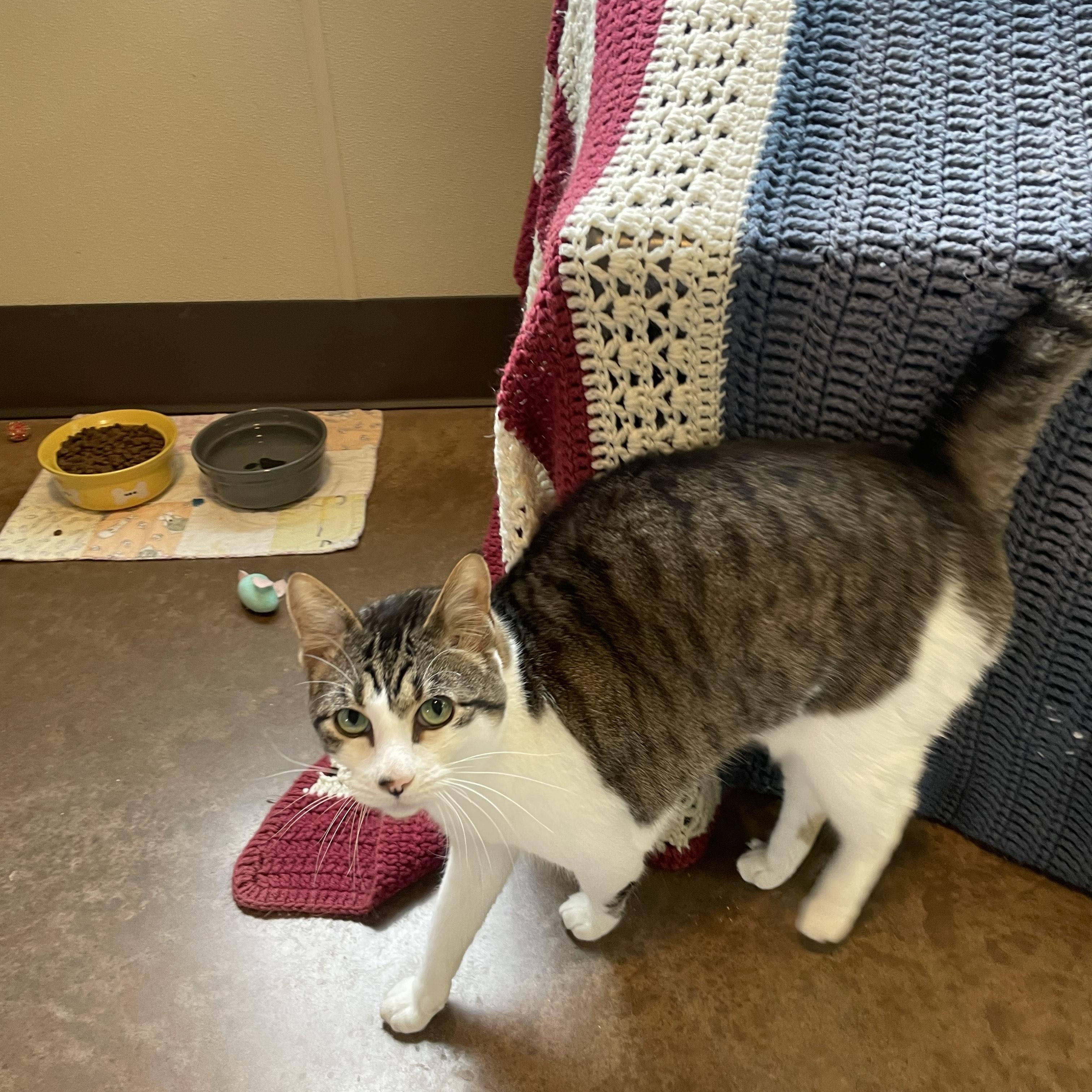 Enlarge Jessie, a Adoptable Tabby in Friday Harbor, WA image 2/3