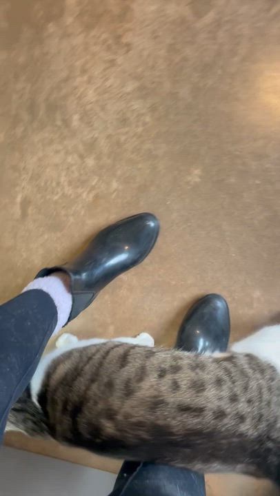 Enlarge Jessie, a Adoptable Tabby in Friday Harbor, WA video 3/3