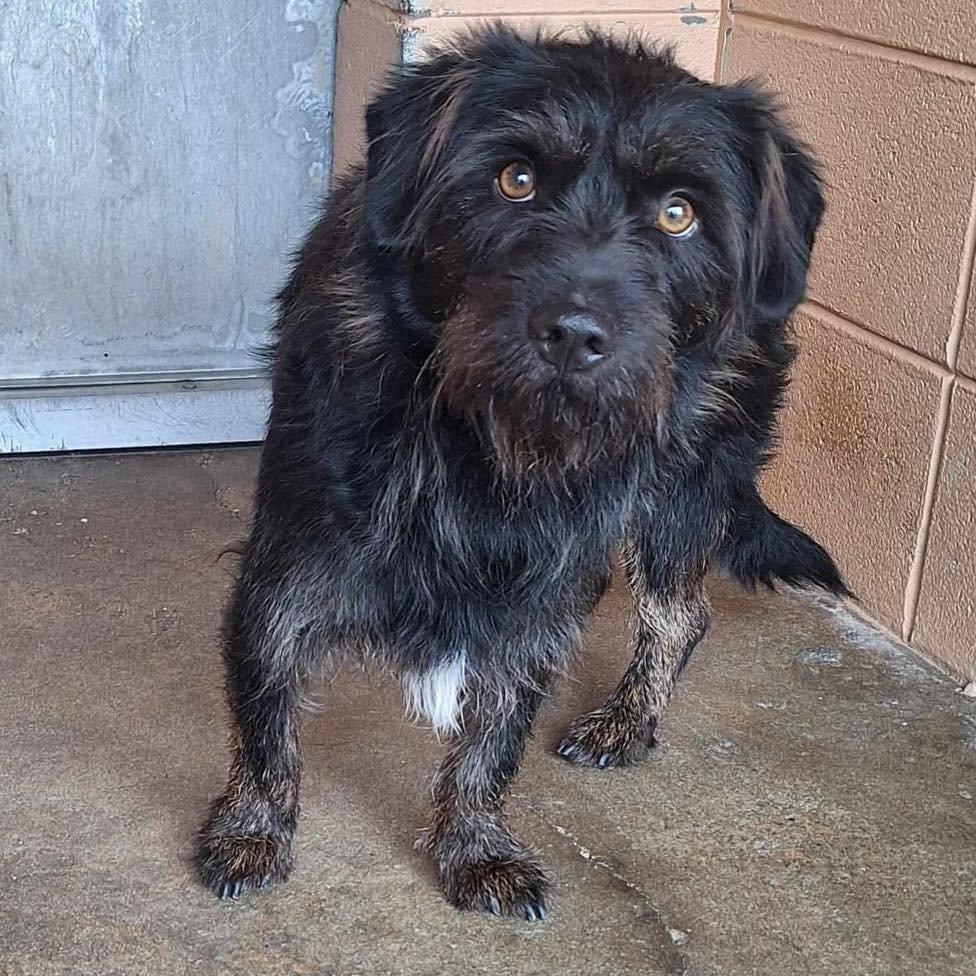 Nigel, Adoptable, Adult Male Schnauzer & Basset Hound.