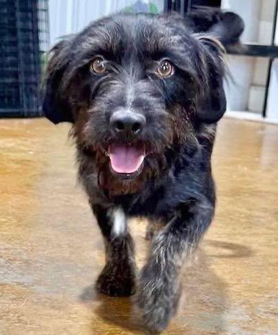 Enlarge Nigel, a Adoptable mixed breed in Grand Bay, AL image 3/3