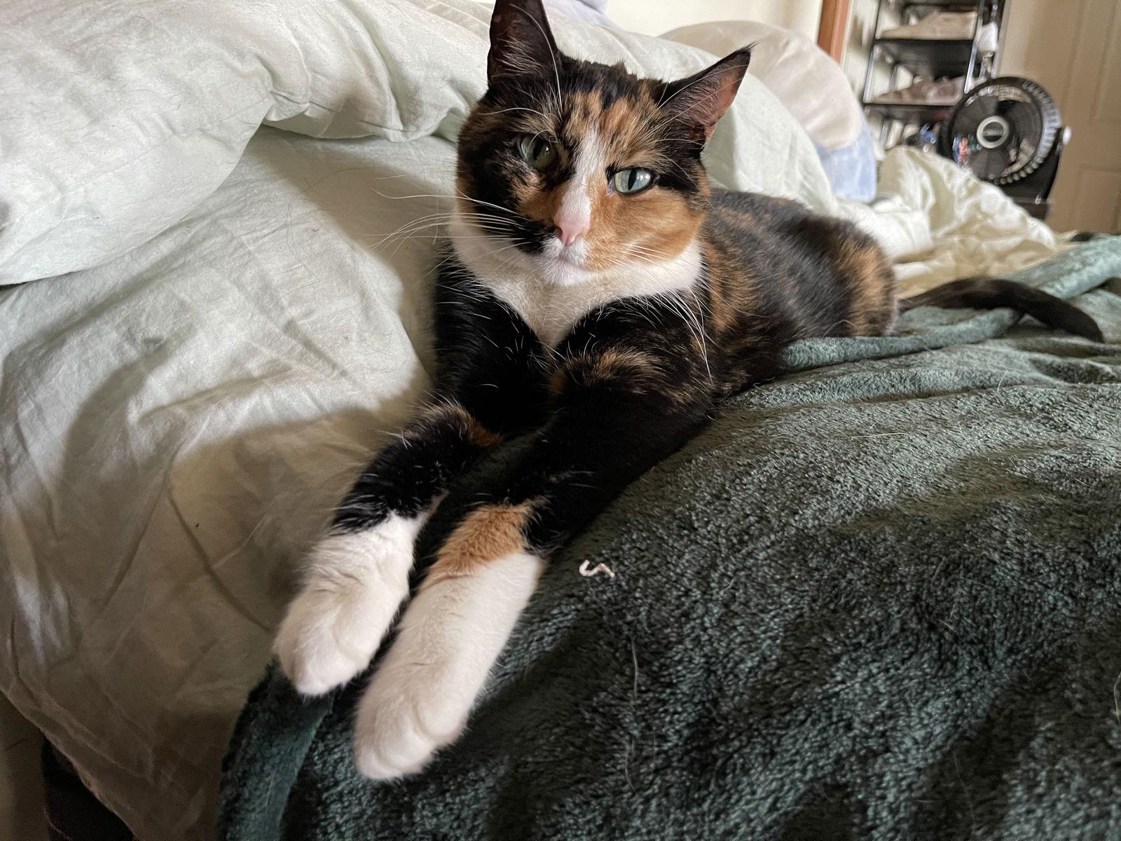 Bella*, a Adoptable Domestic Short Hair in Trexlertown, PA image 1/3