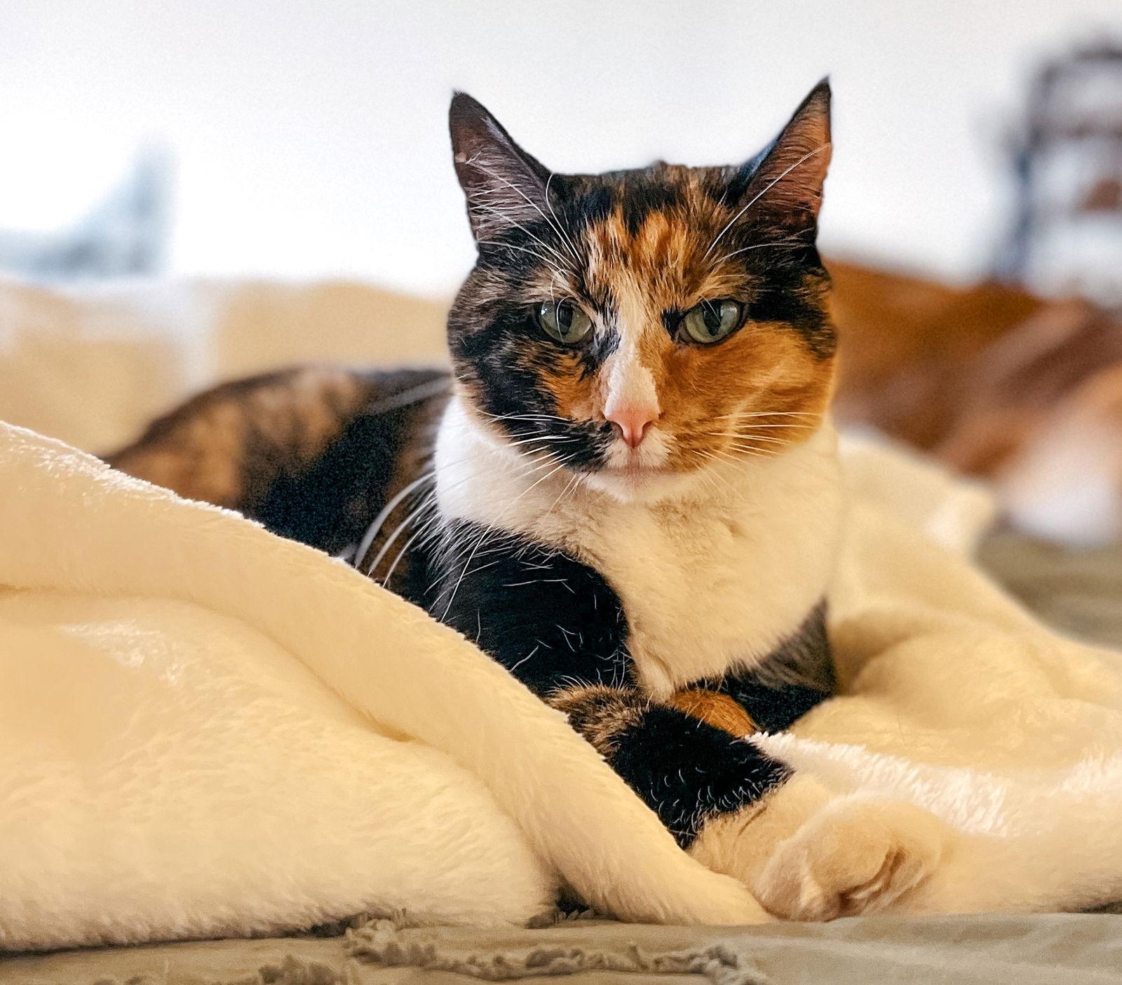 Bella*, a Adoptable Domestic Short Hair in Trexlertown, PA image 2/3