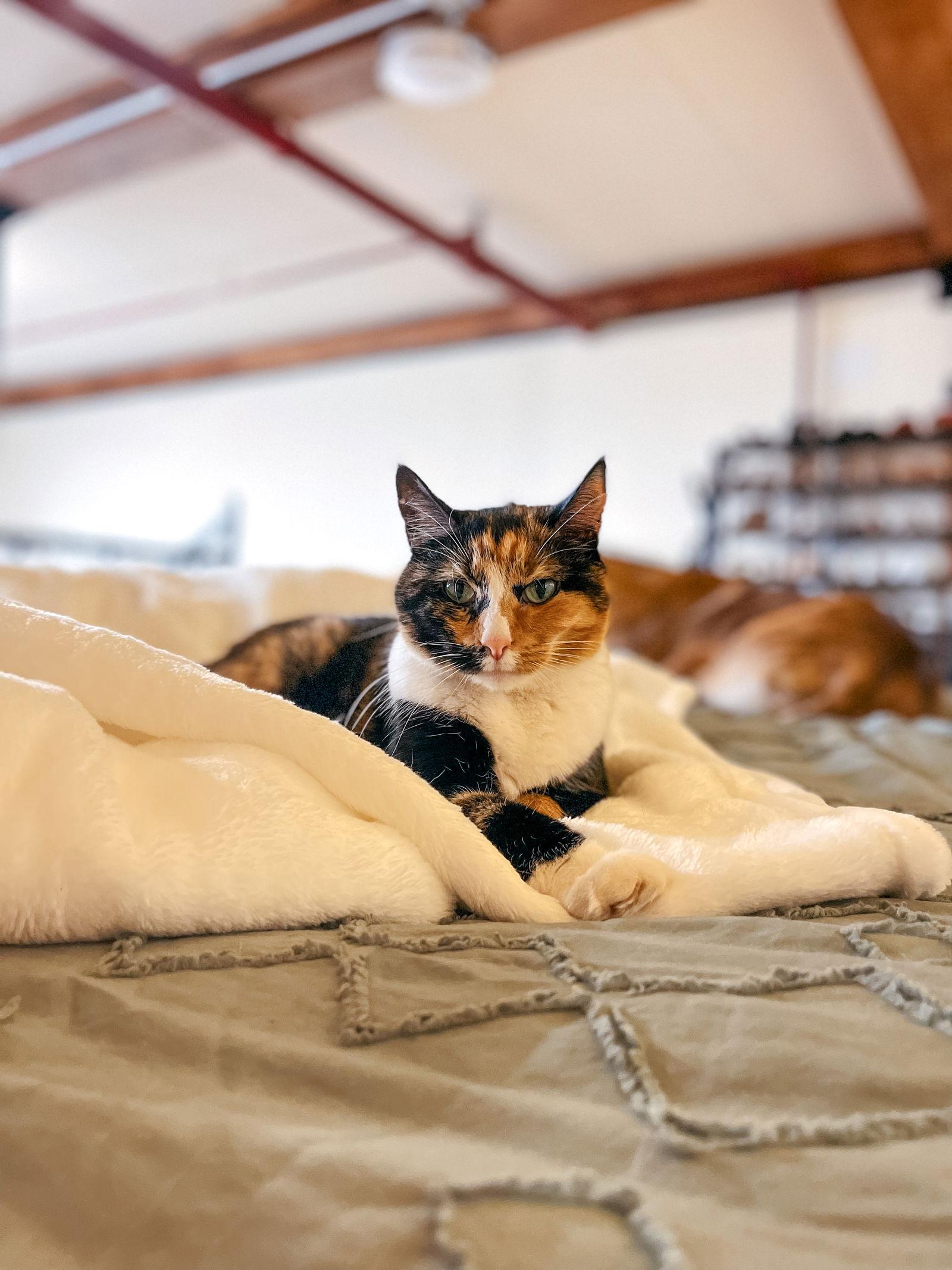 Bella*, a Adoptable Domestic Short Hair in Trexlertown, PA image 3/3