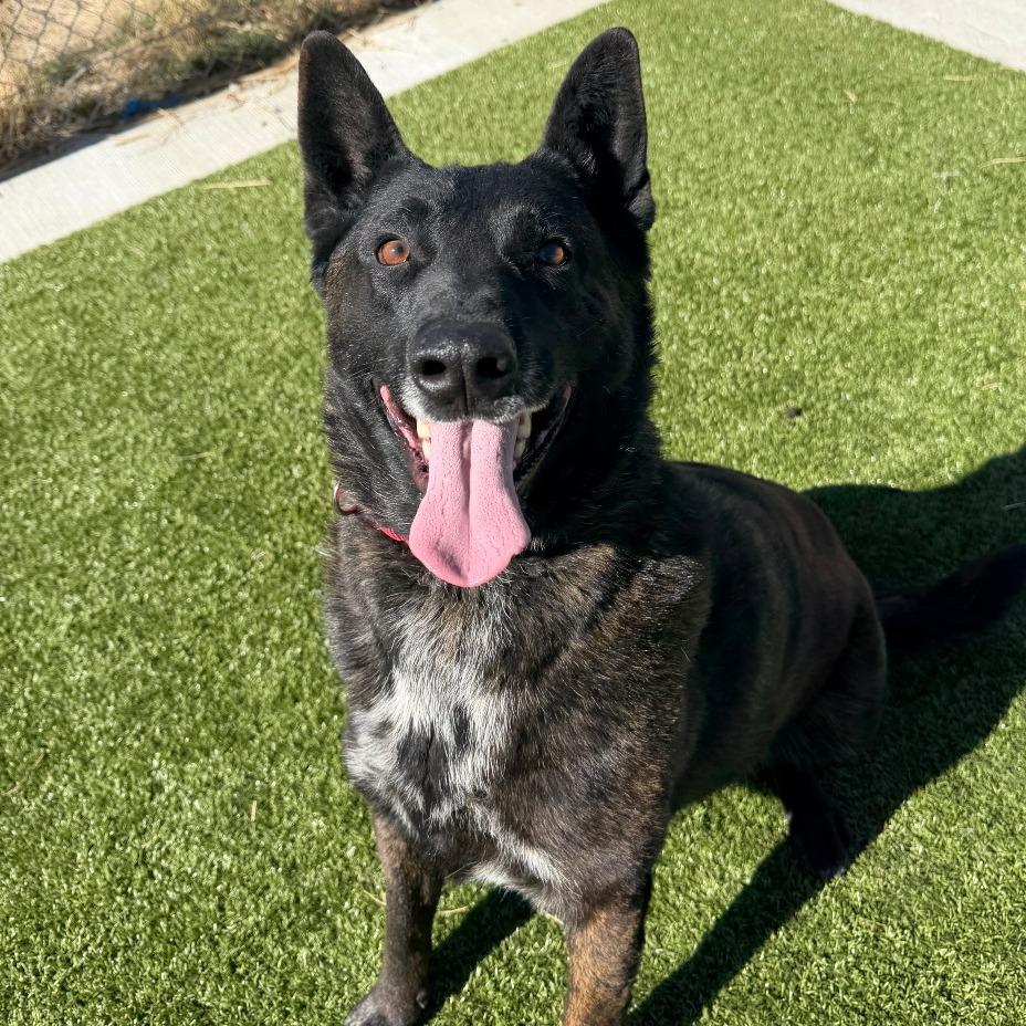 Ranger, Adoptable, Adult Male Dutch Shepherd.
