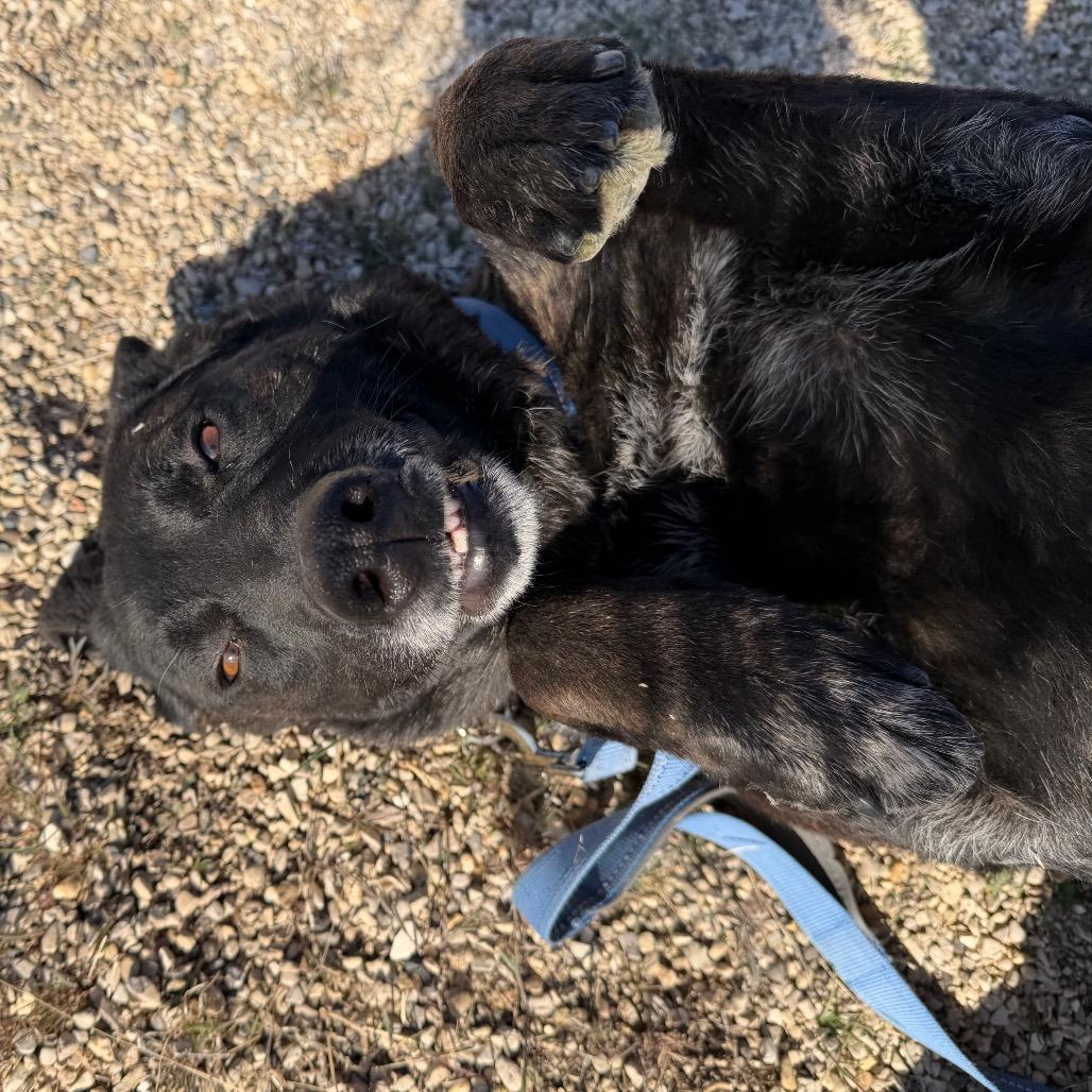 Ranger, a Adoptable Dutch Shepherd in Cody, WY image 2/6