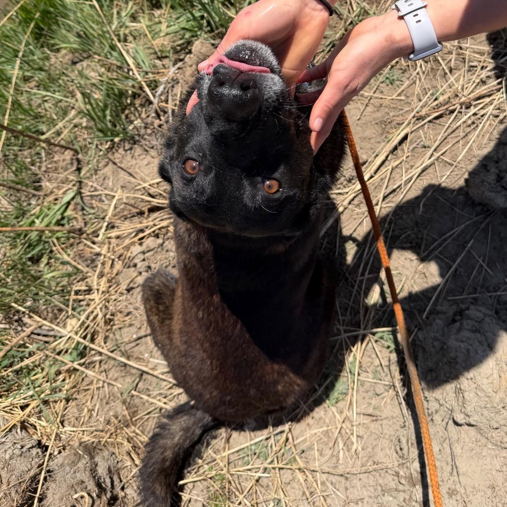 Ranger, a Adoptable Dutch Shepherd in Cody, WY image 3/6
